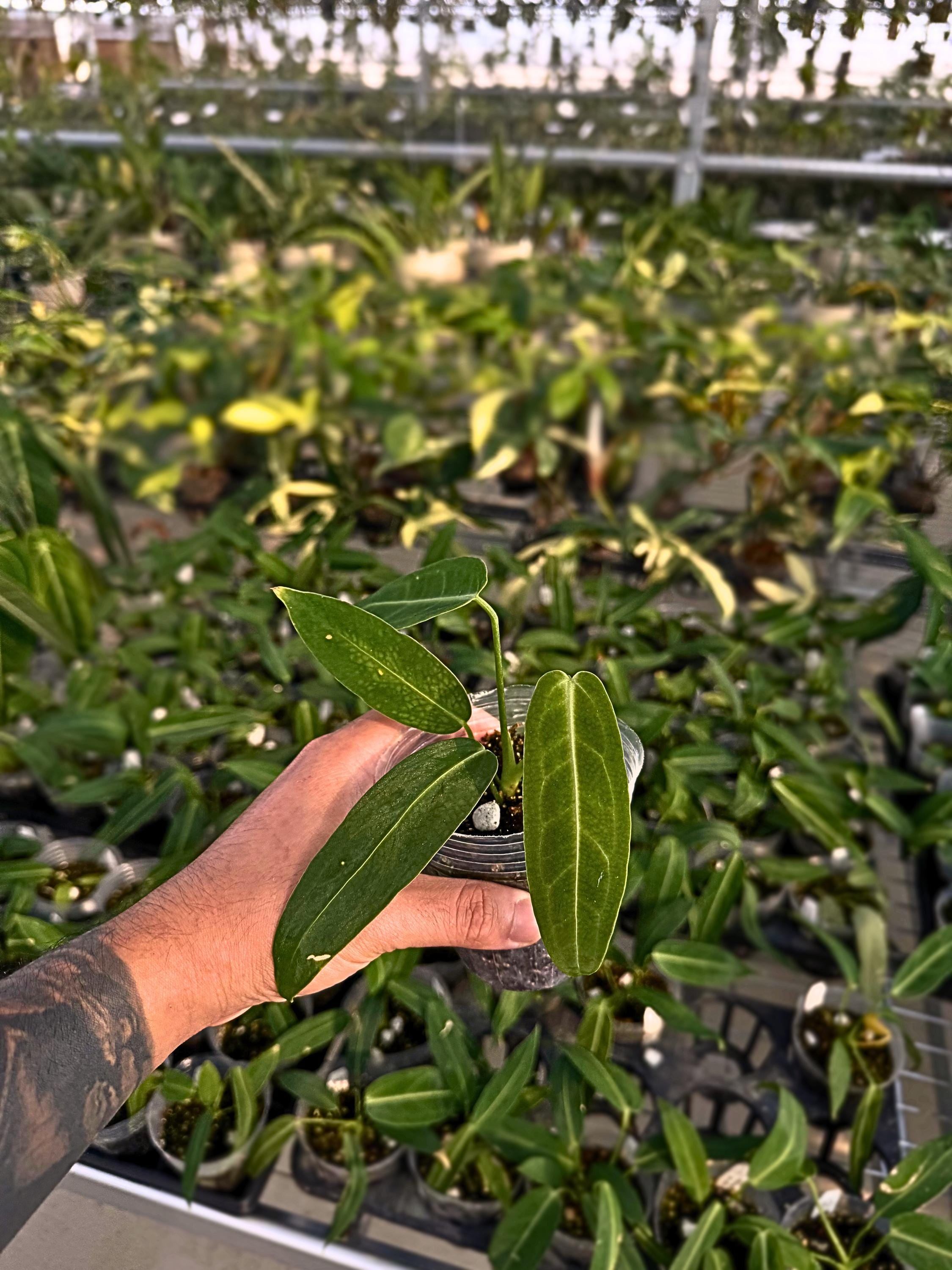 Anthurium warocqueanum dark and narrow form ( size small)