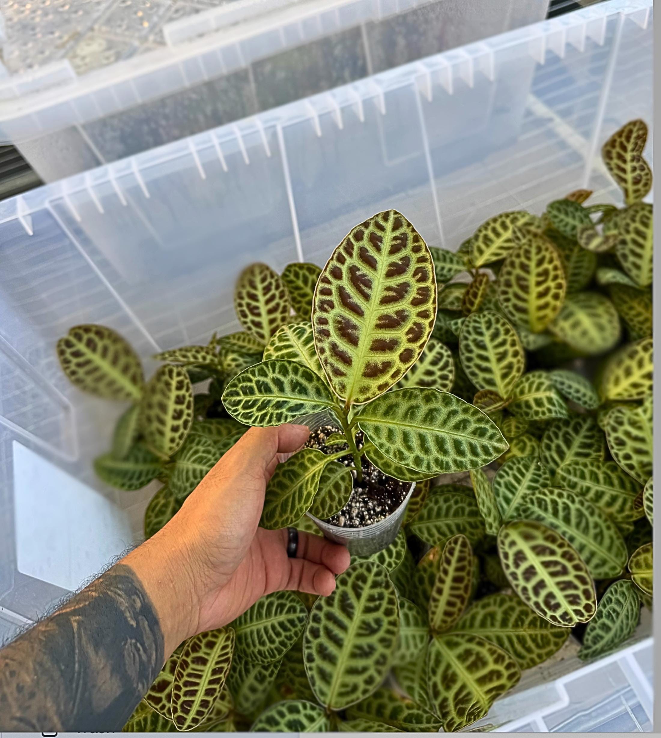 Labisia sp. ‘Turtle Back’ – Rare Jewel Plant | Textured Foliage | Terrarium-Ready Collector Species