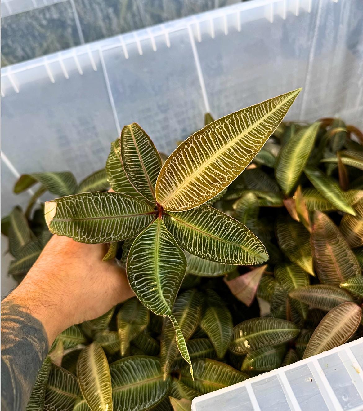 Labisia sp. ‘Pink Vein’ – Rare Jewel Plant