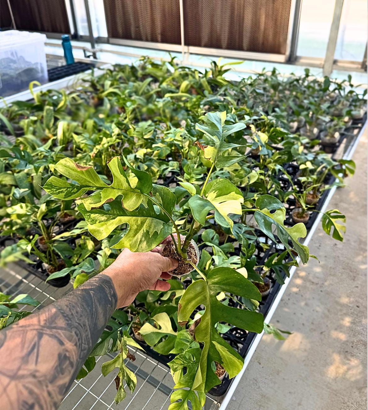 Rhaphidophora tetrasperma Albo Variegata – Rare Variegated Mini Monstera | White Variegation | Collector Aroid