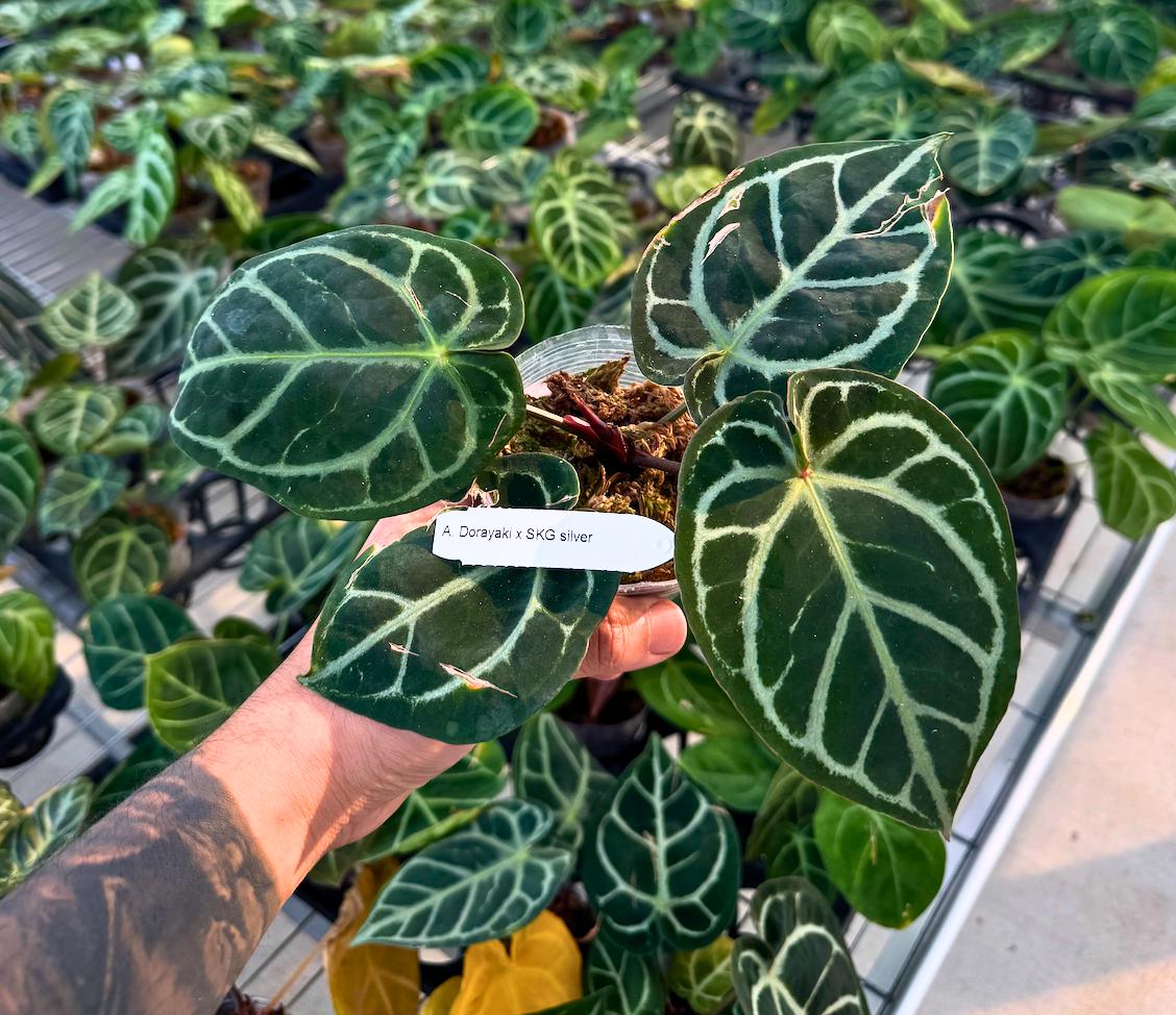 Anthurium Dorayaki x SKG Silver