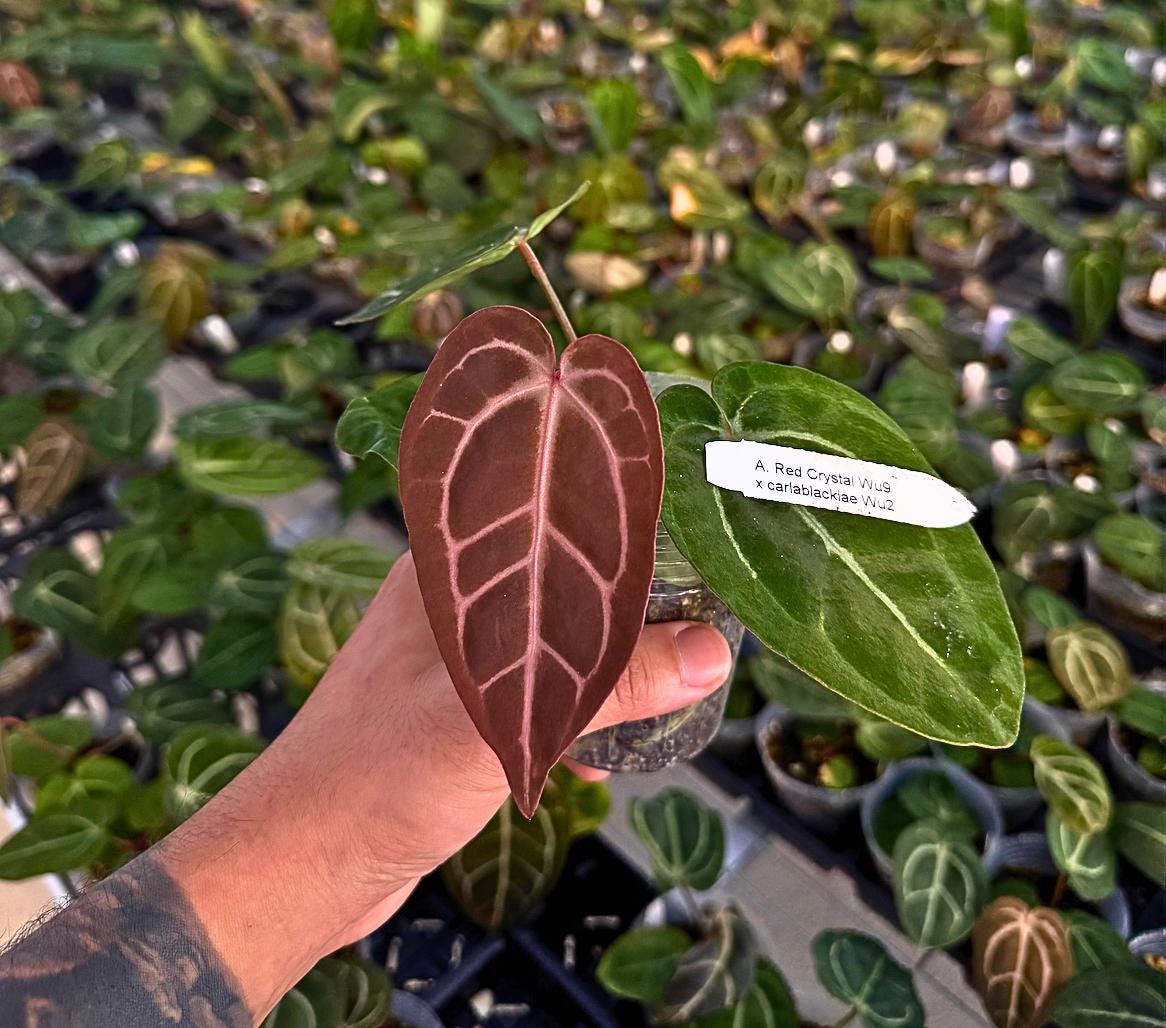 Anthurium red crystal Crystal ‘Wu9’ x carlablackiae ‘Wu2’ • Exclusive Wuhoo Tropicals Hybrid • Rare Anthurium Collector Plant