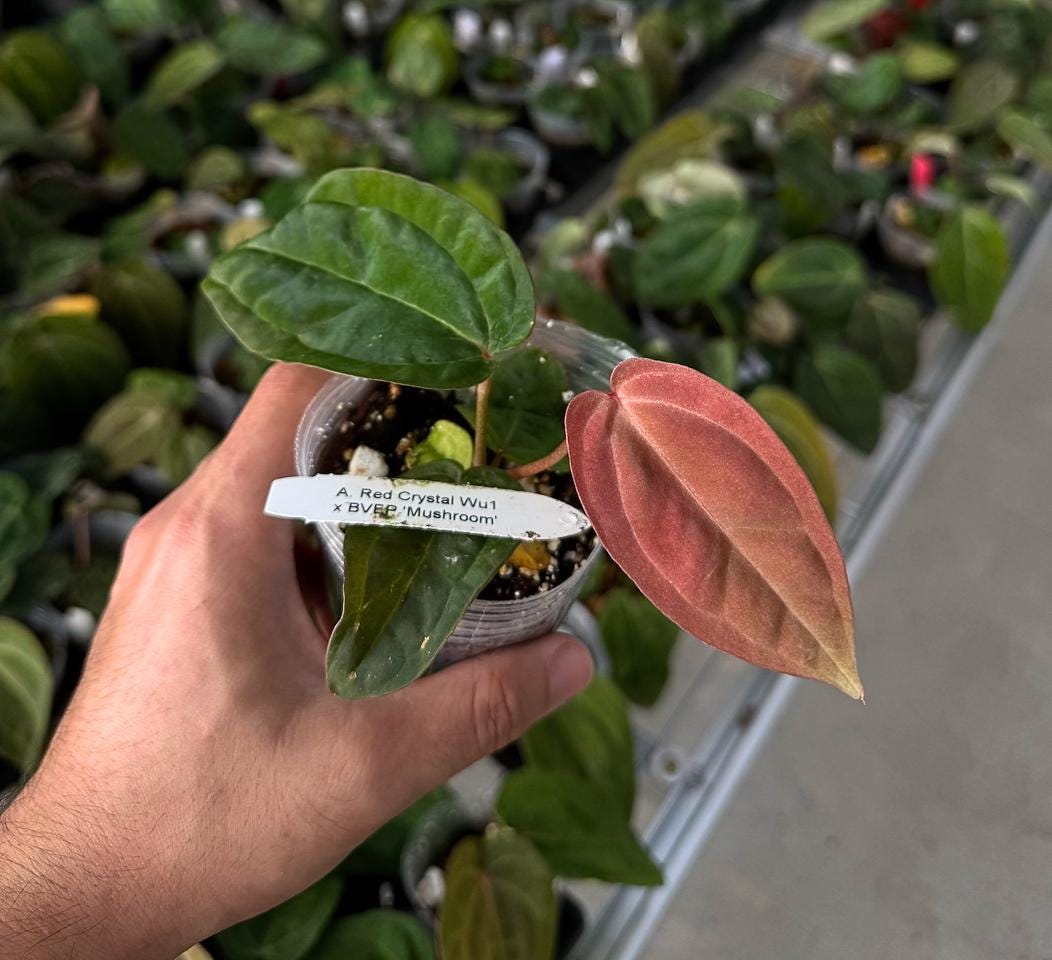 Anthurium Red Crystal ‘Wu1’ x BVEP ‘Mushroom’