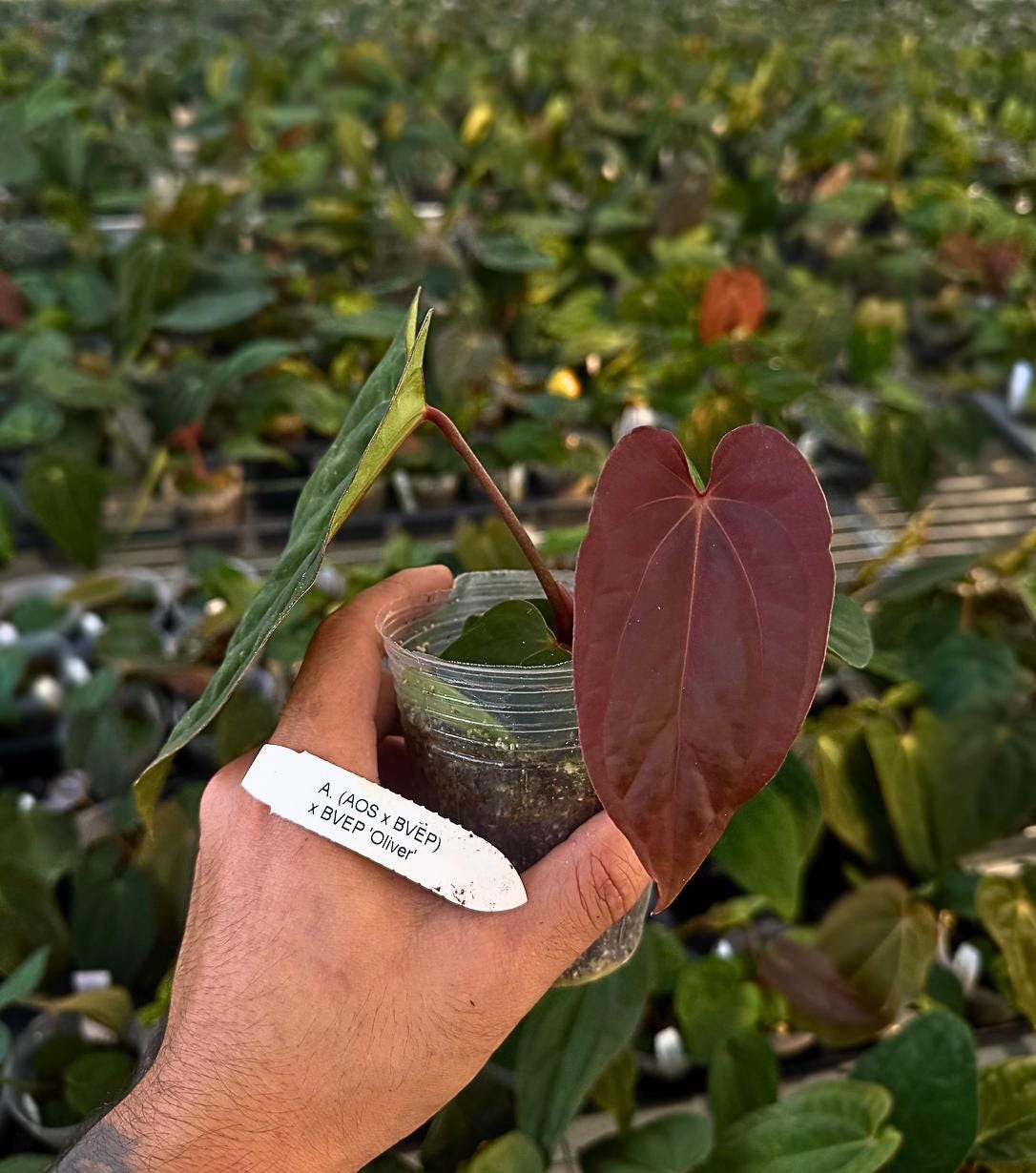 Anthurium (AOS x BVEP) x BVEP ‘Oliver’ • Rare Hybrid • Thick Leaf Collector Anthurium • Aroid t