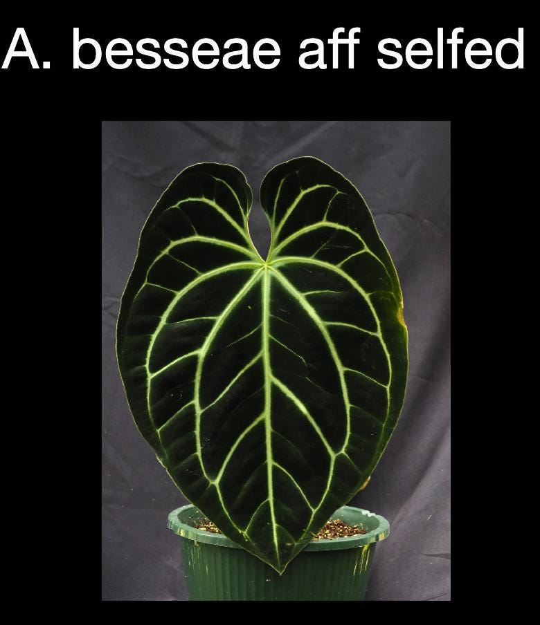 Anthurium besseae aff (Selfed) • Compact Velvet Anthurium • Rare Aroid Species • Stable Traits • Collector Plant I