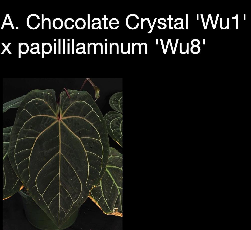Anthurium Chocolate Crystal ‘Wu1’ x papillilaminum ‘Wu8’ • Deep Velvet Hybrid • Dark Anthurium • Rare Collector Aroid