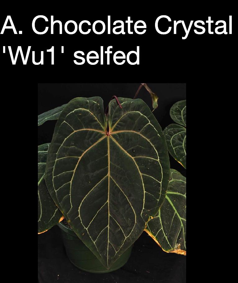 Anthurium Chocolate Crystal ‘Wu1’ (Selfed)