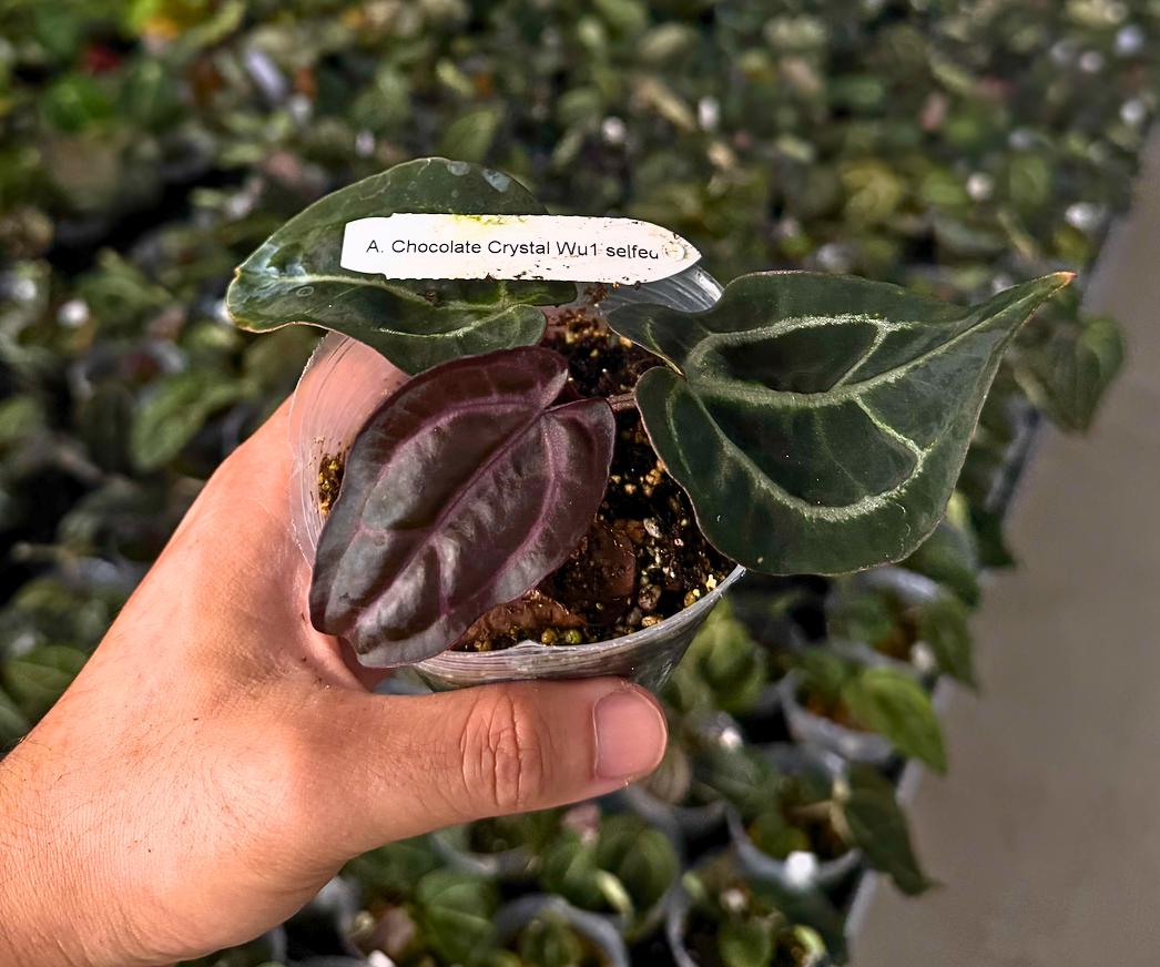 Anthurium Chocolate Crystal ‘Wu1’ (Selfed)