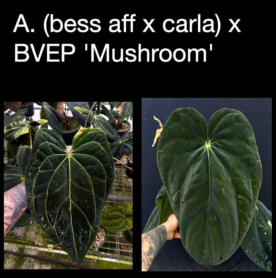 Anthurium (besseae aff x carlablackiae) x BVEP ‘Mushroom’