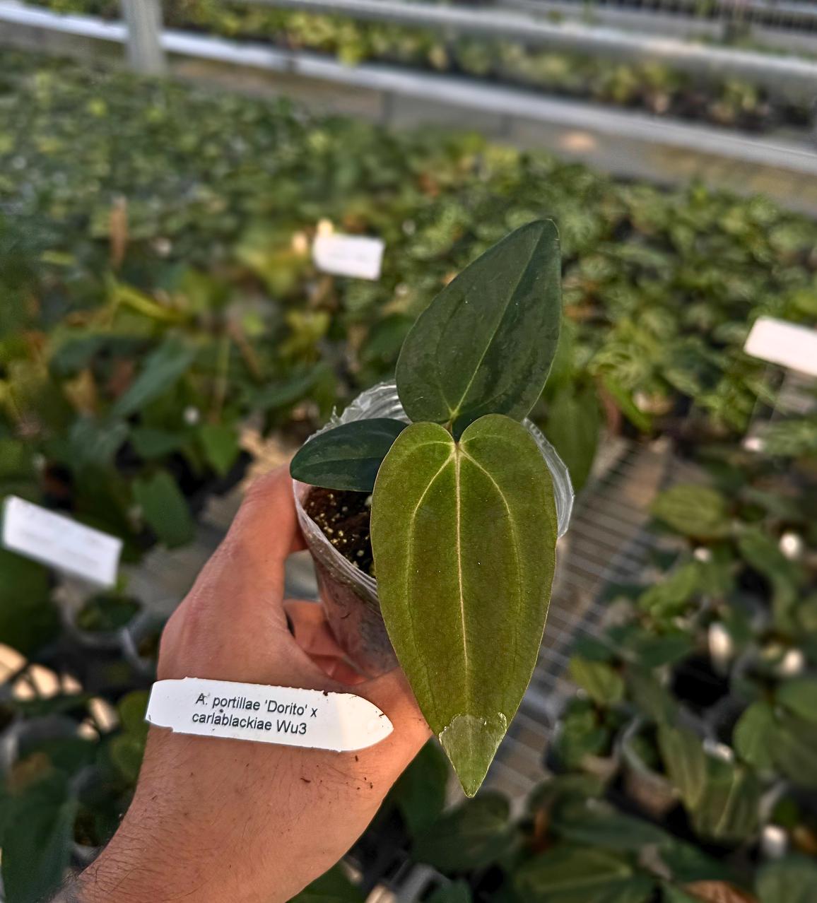 Anthurium portillae ‘Dorito’ x carlablackiae ‘Wu3’