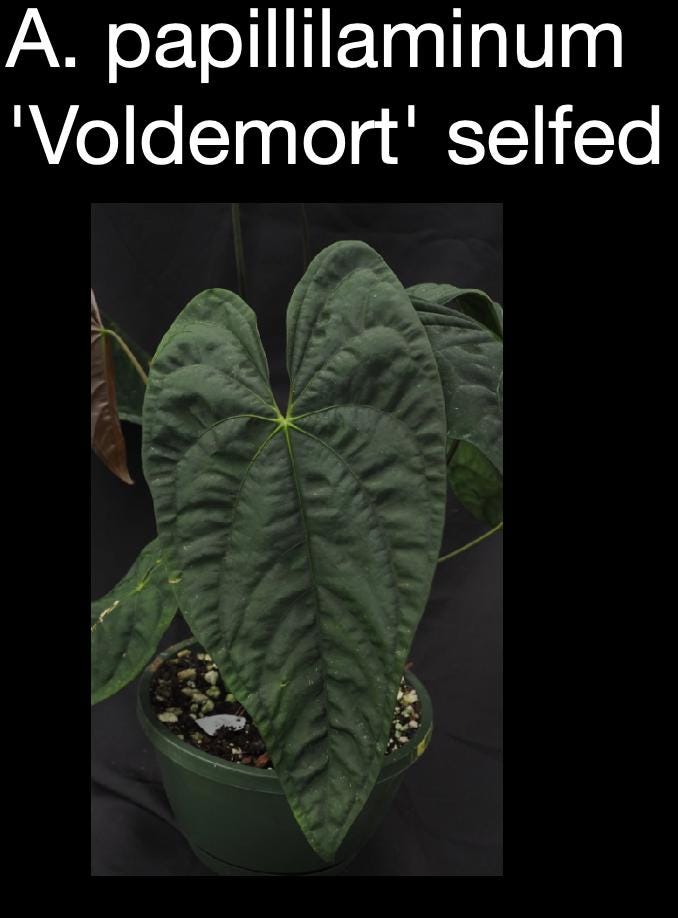 Anthurium papillilaminum ‘Voldemort’ (Selfed) • Ultra-Dark Velvet Anthurium • Rare Collector Aroid • Thick Leaf Form