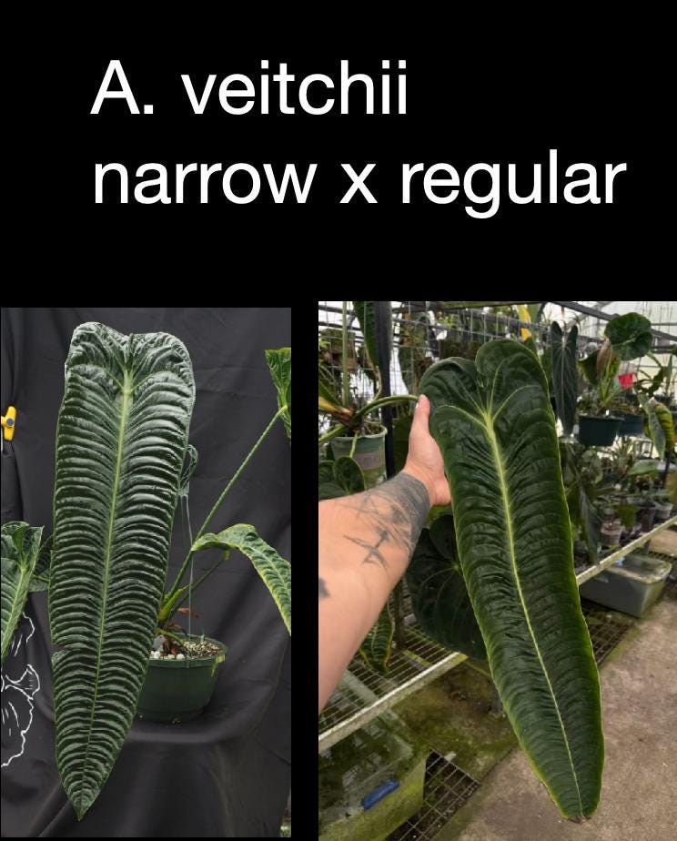 Anthurium veitchii Narrow × Regular • King Anthurium Hybrid • Ribbed Corrugated Leaves • Rare Collector Aroid