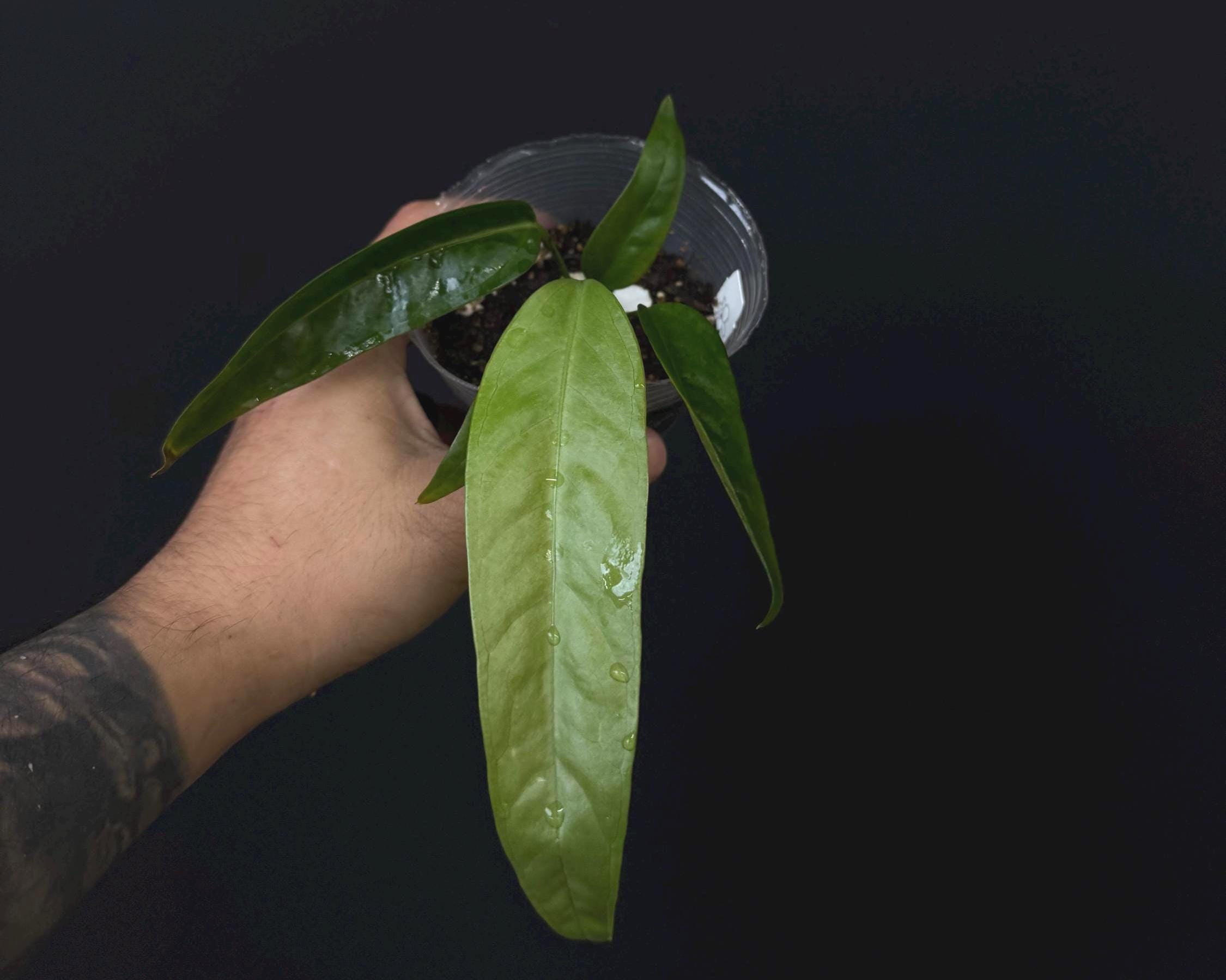 Anthurium prolatum • Strap-Leaf Anthurium • Rare Species Aroid US SELLER