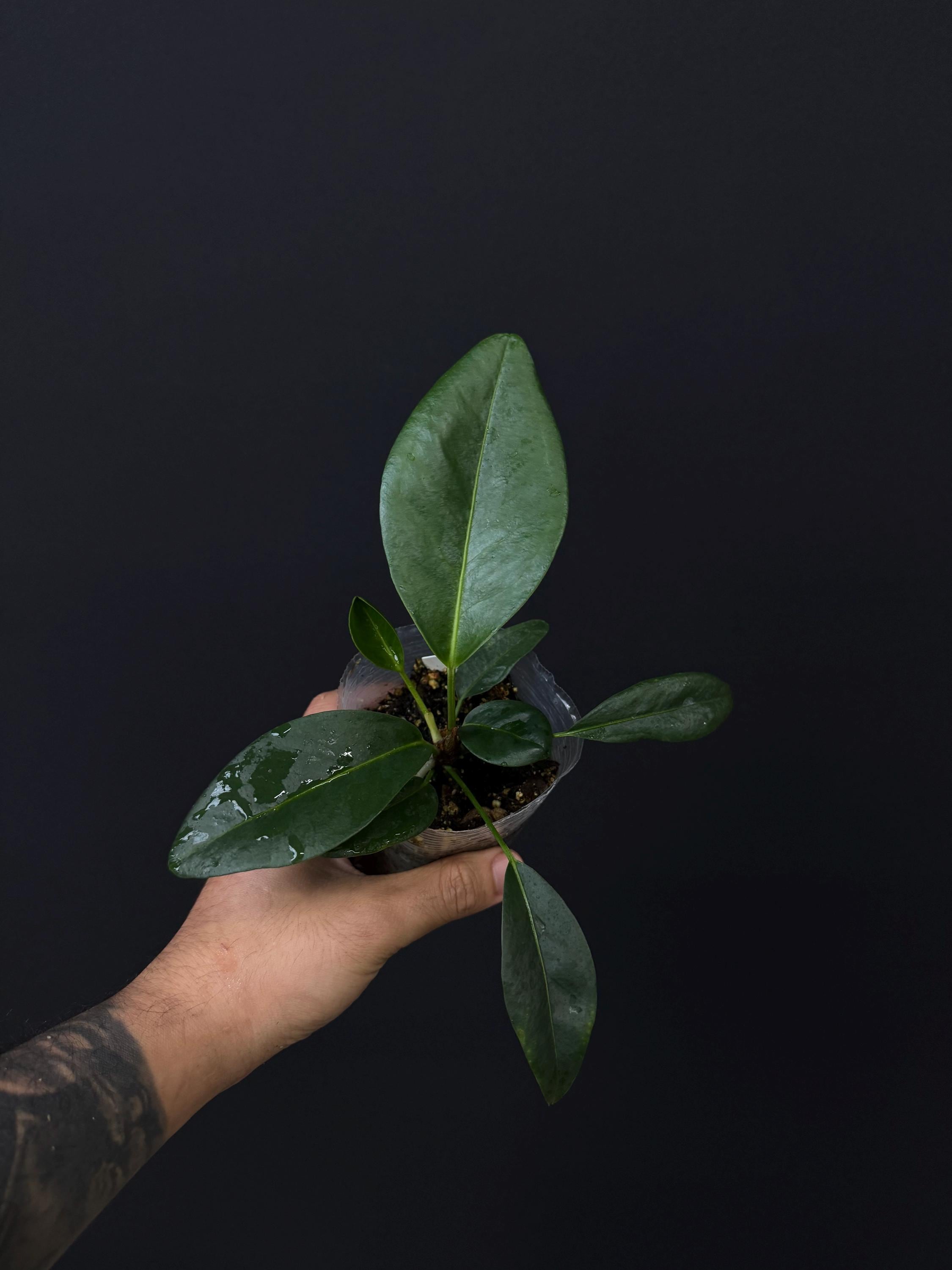 Anthurium scandens • Trailing Anthurium • Rare Aroid • Houseplant