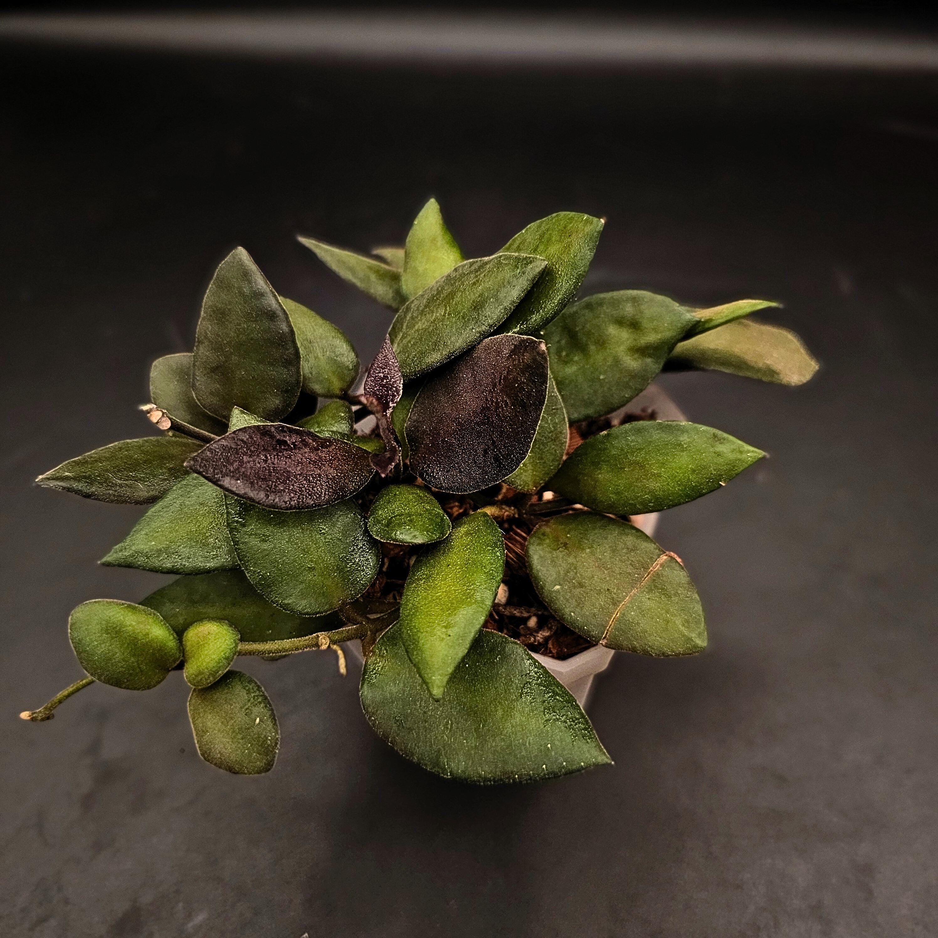 Hoya NS05-240 - small fuzzy leaves - tropical plant
