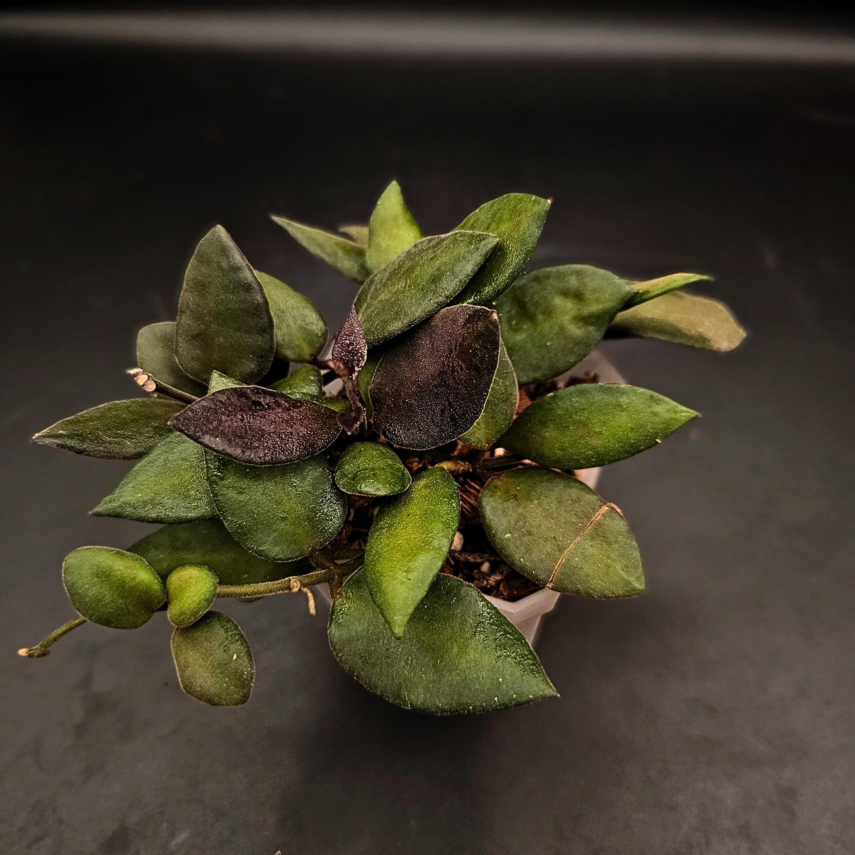 Hoya NS05-240 - small fuzzy leaves - tropical plant