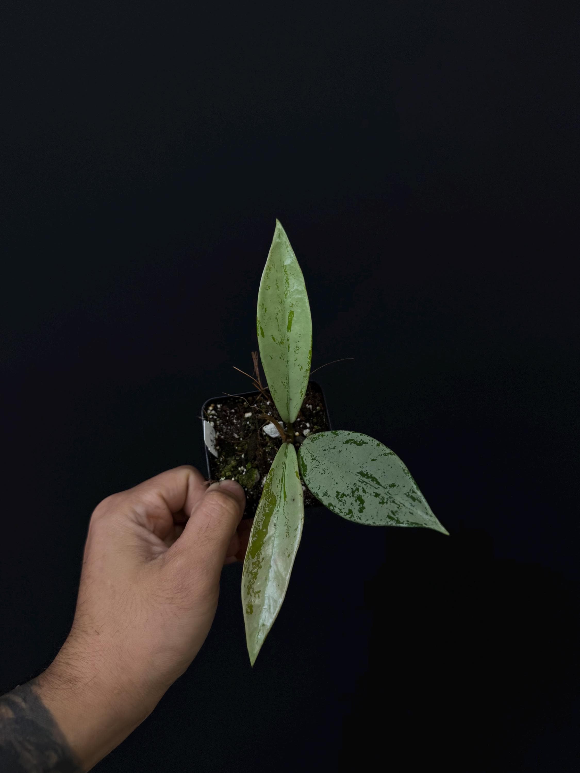 Hoya pubicalyx ‘Pink Silver Ghost'