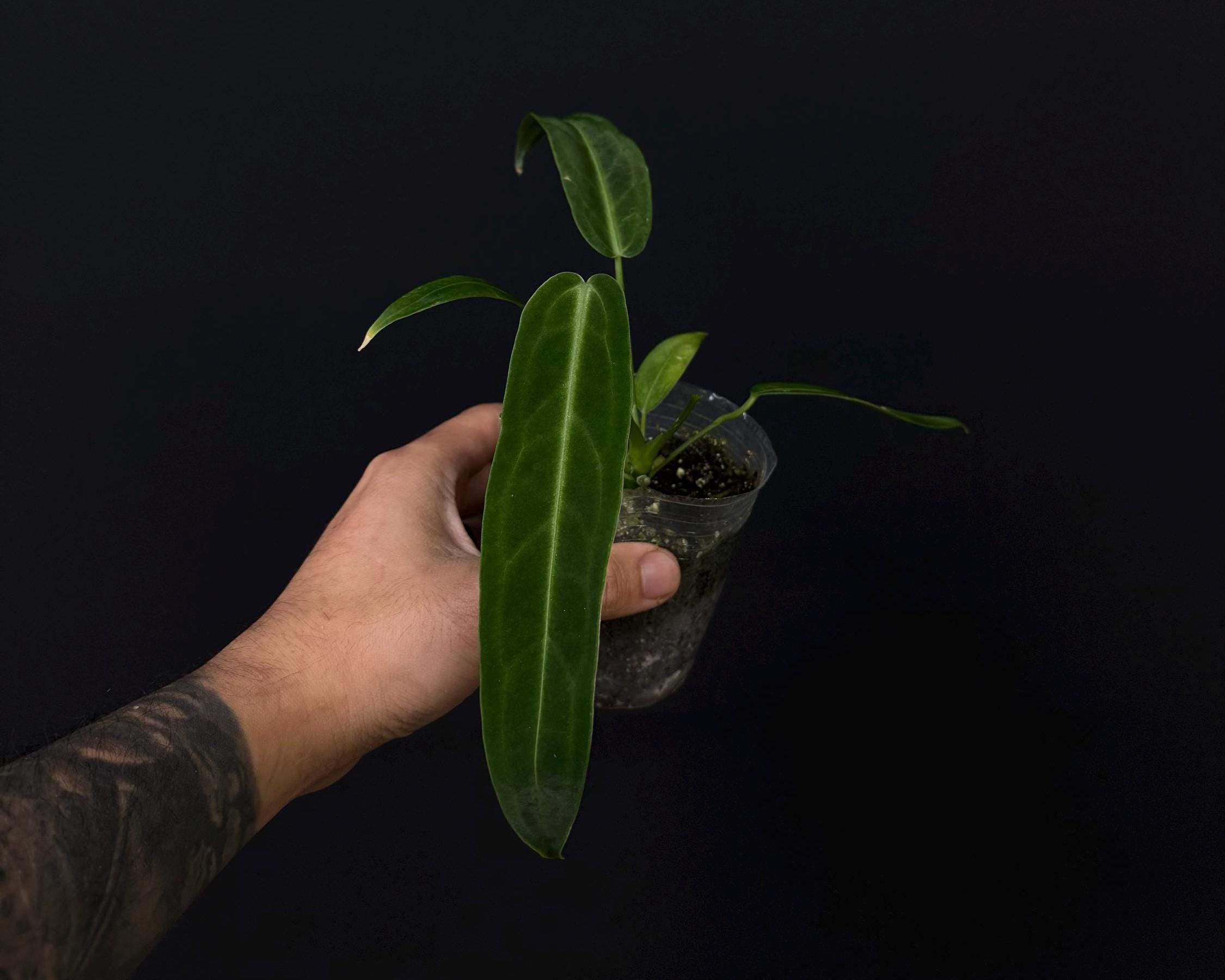 Anthurium prolatum • Strap-Leaf Anthurium • Rare Species Aroid