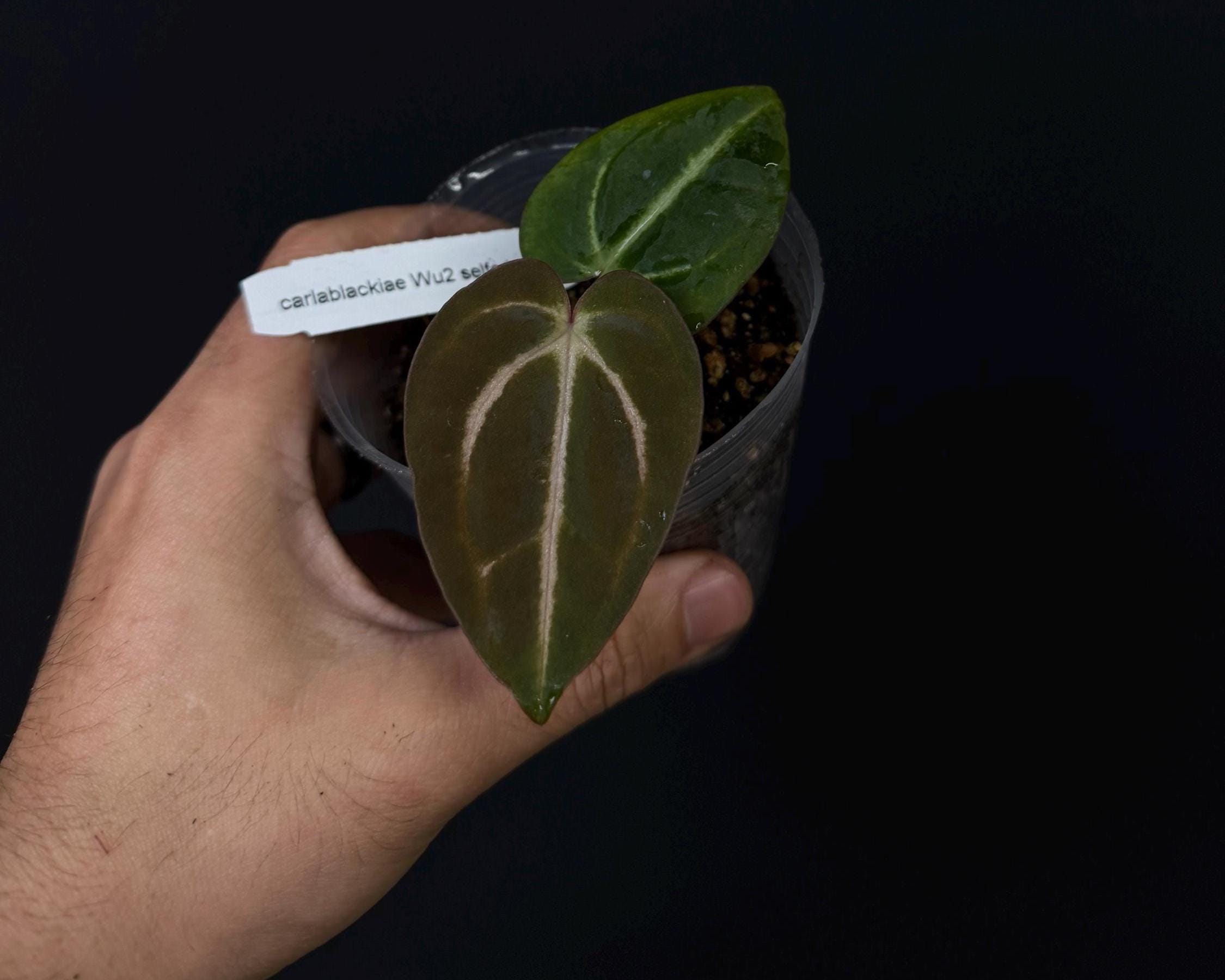 Anthurium carlablackiae Wu2 selfed - Rare Wuhoo hybrid anthurium