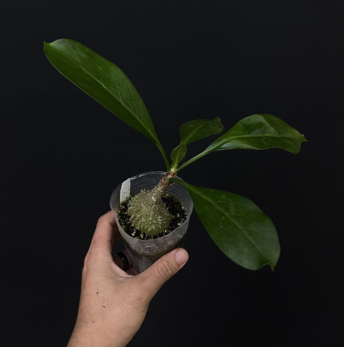 Myrmecodia tuberosa Papua • Rare Ant Plant • Caudex Epiphytic Species