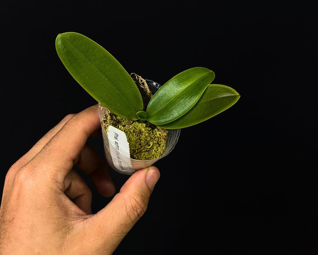 Phalaenopsis aphrodite formosana • Species Orchid • White Bloom Orchid