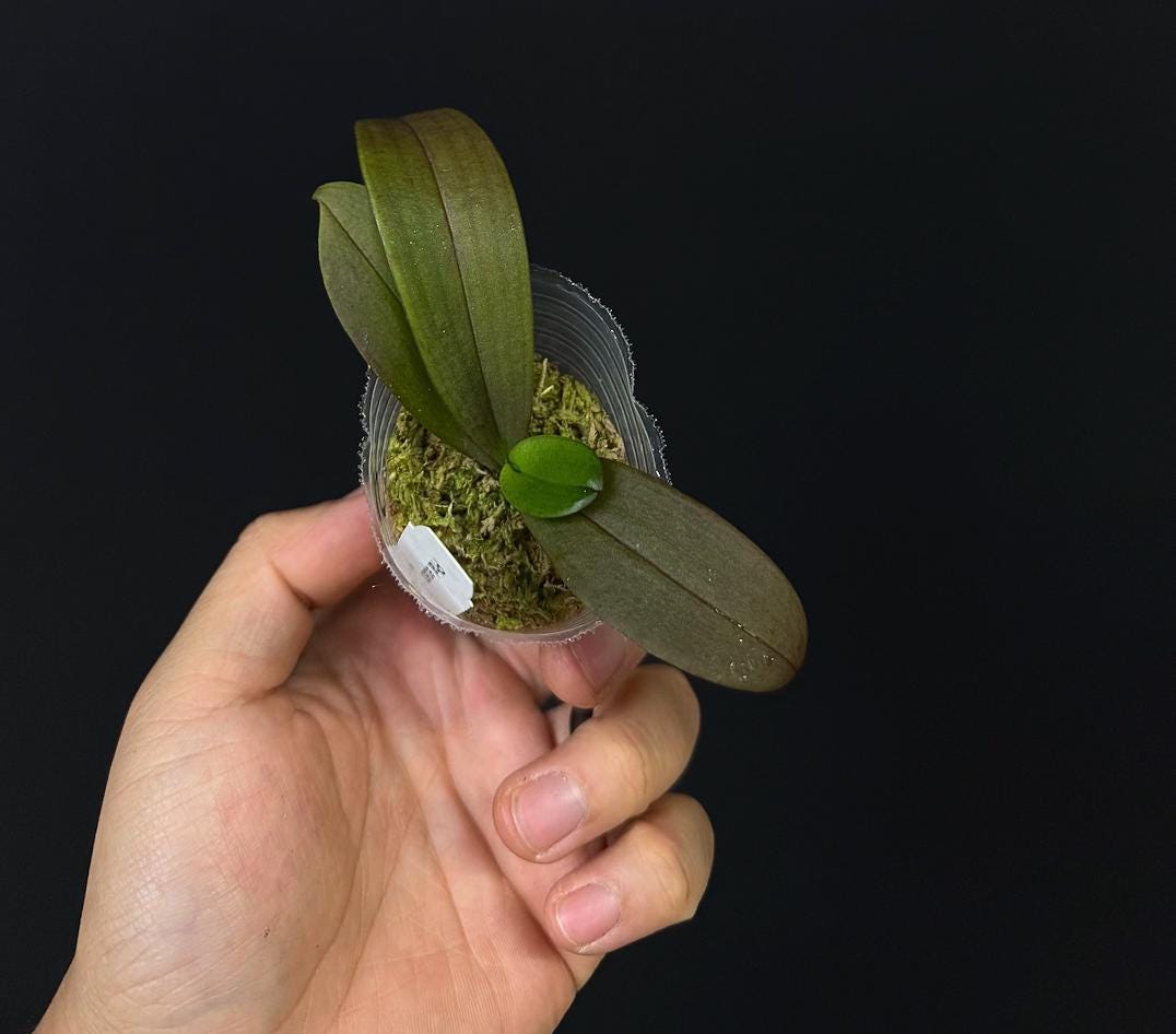 Phalaenopsis equestris • Species Orchid • Mini Phalaenopsis
