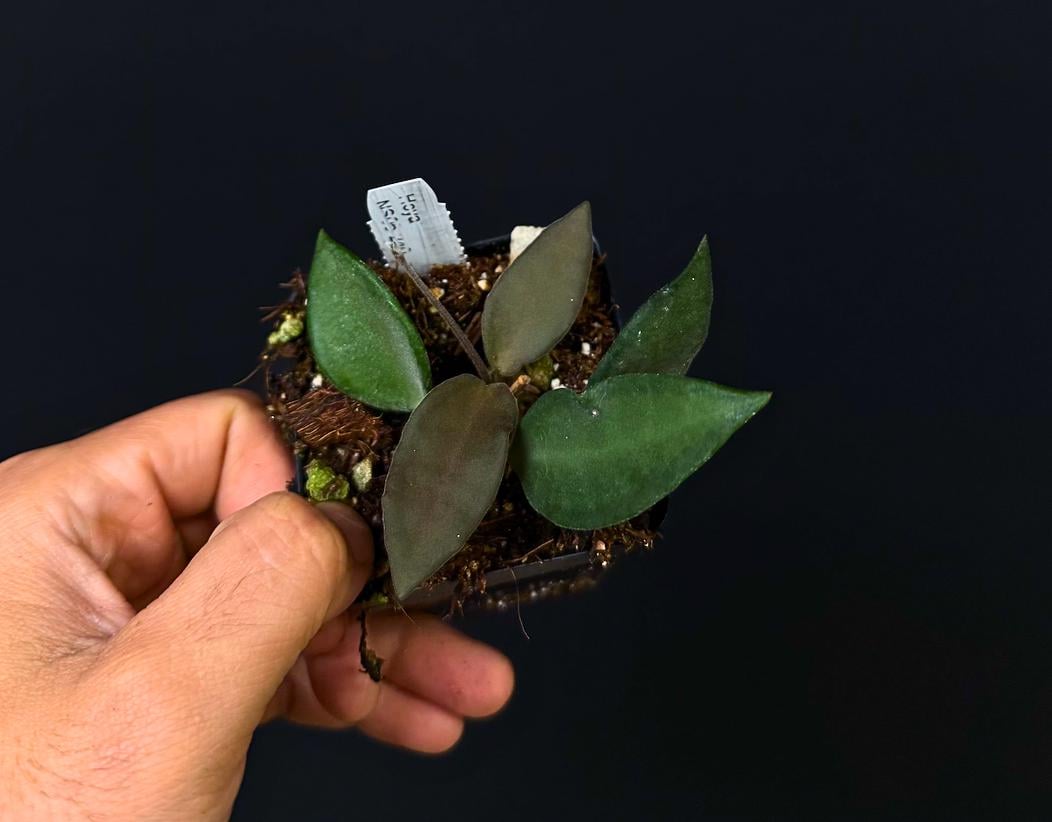 Hoya NS05-240 - small fuzzy leaves - tropical plant