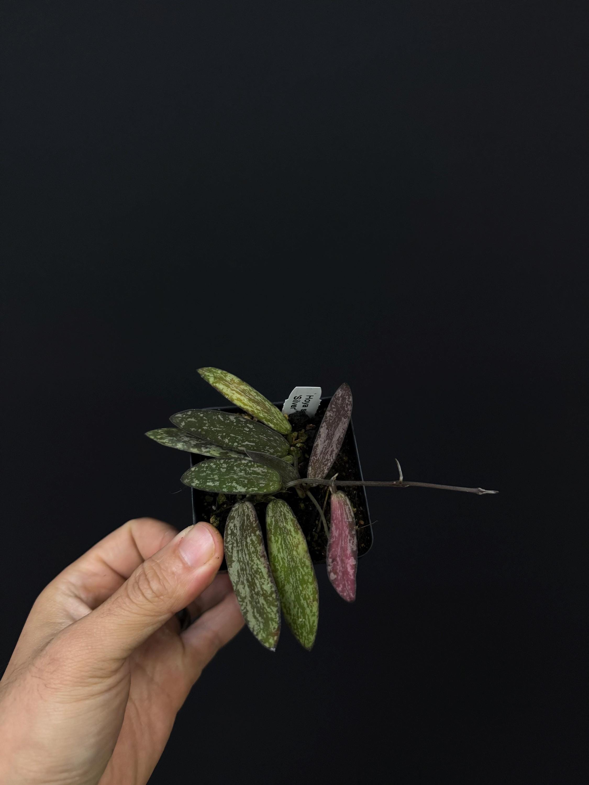 Hoya sigillatis Silver US SELLER