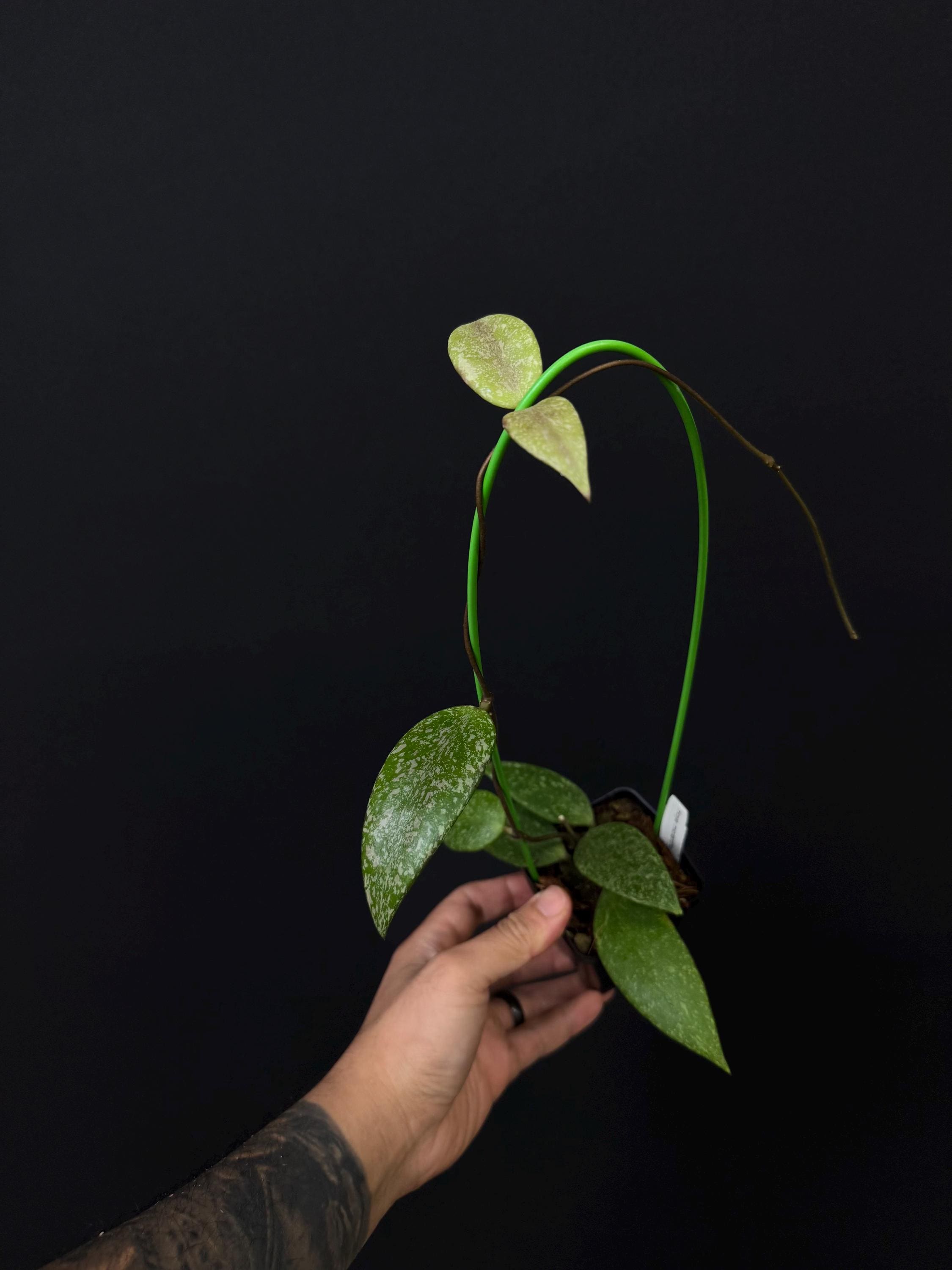 Hoya micrantha