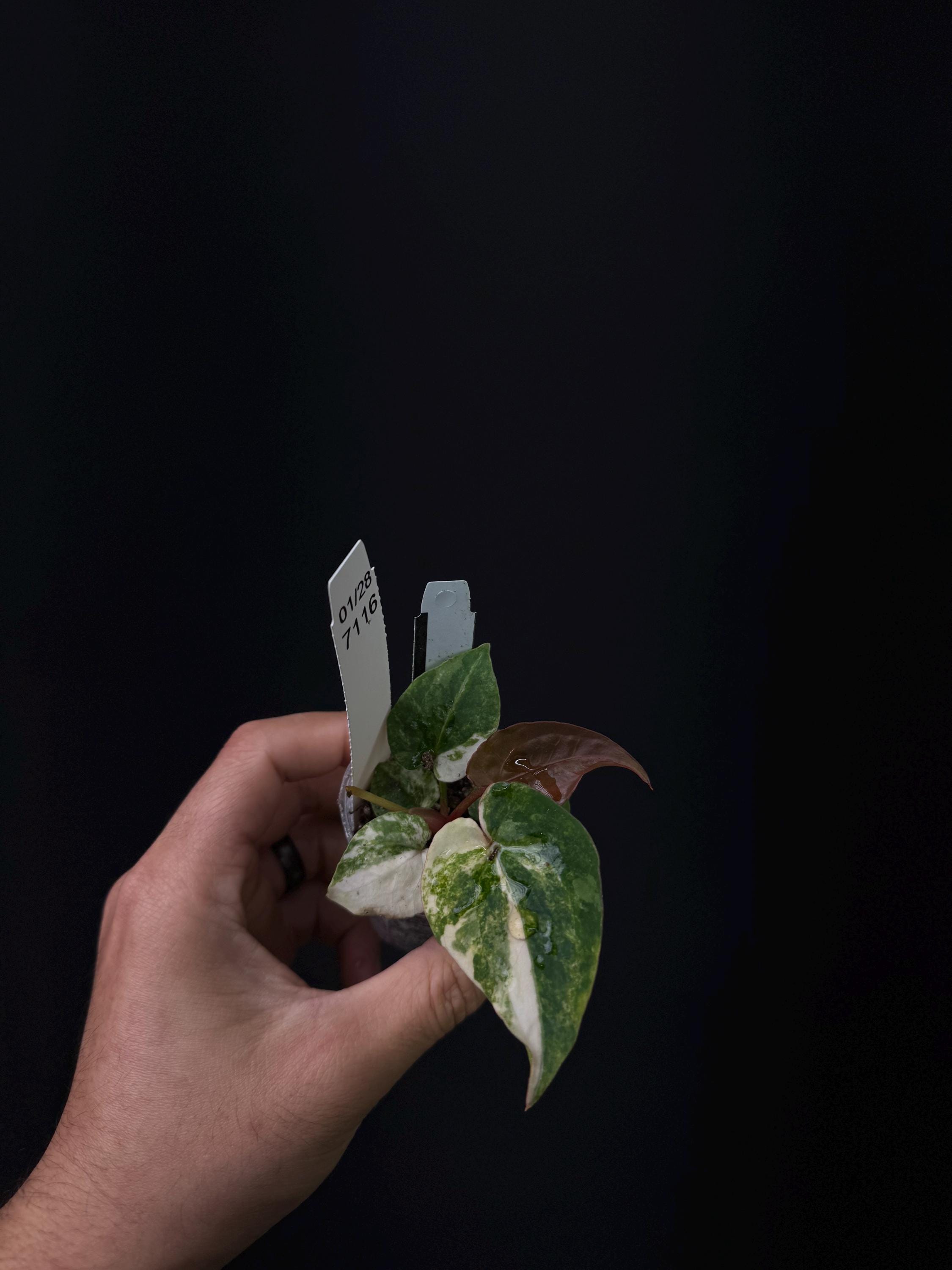 7116 - Anthurium papillilaminum var x Red Crystal