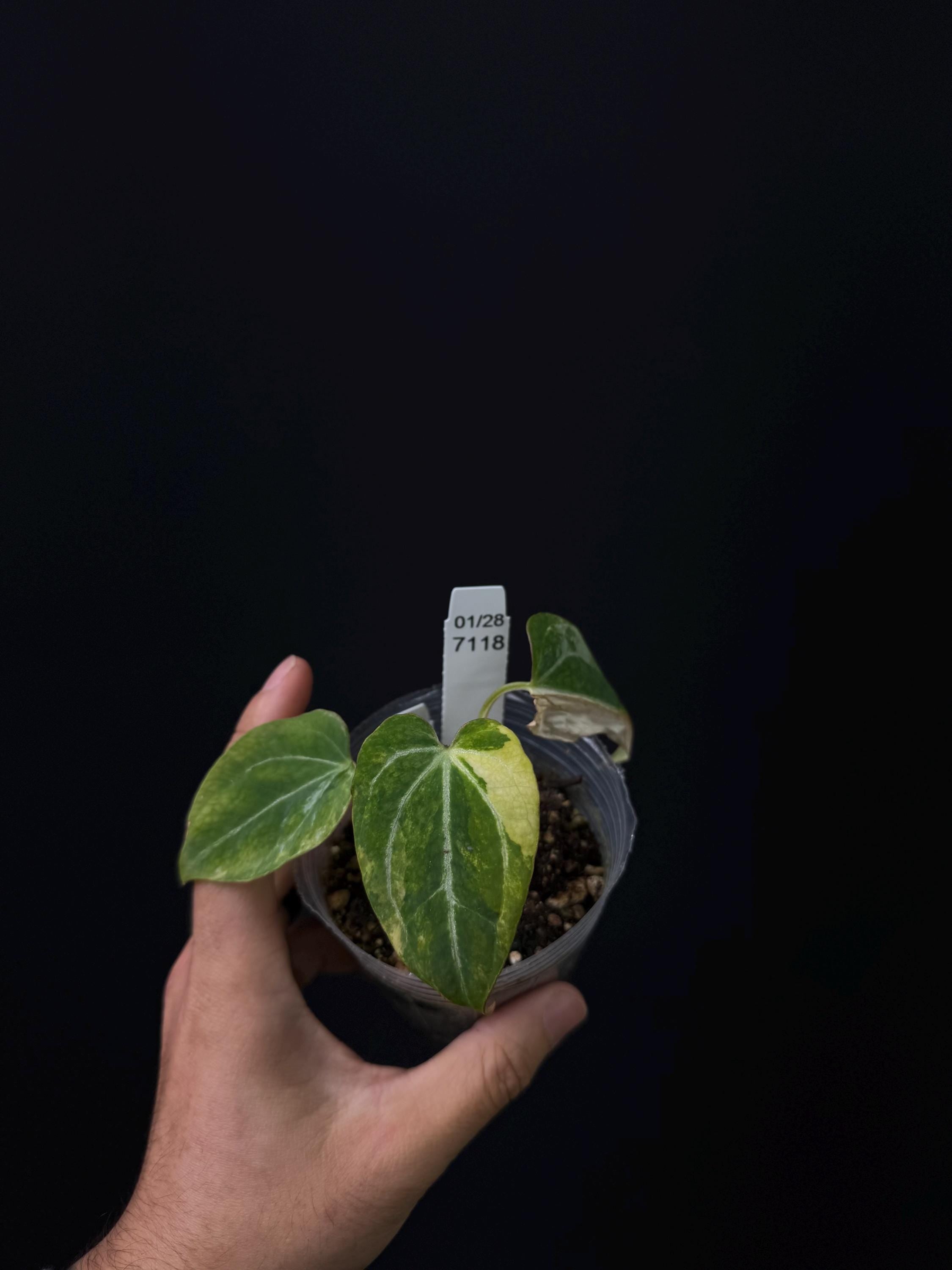 7118 - Anthurium magnificum Silver variegation