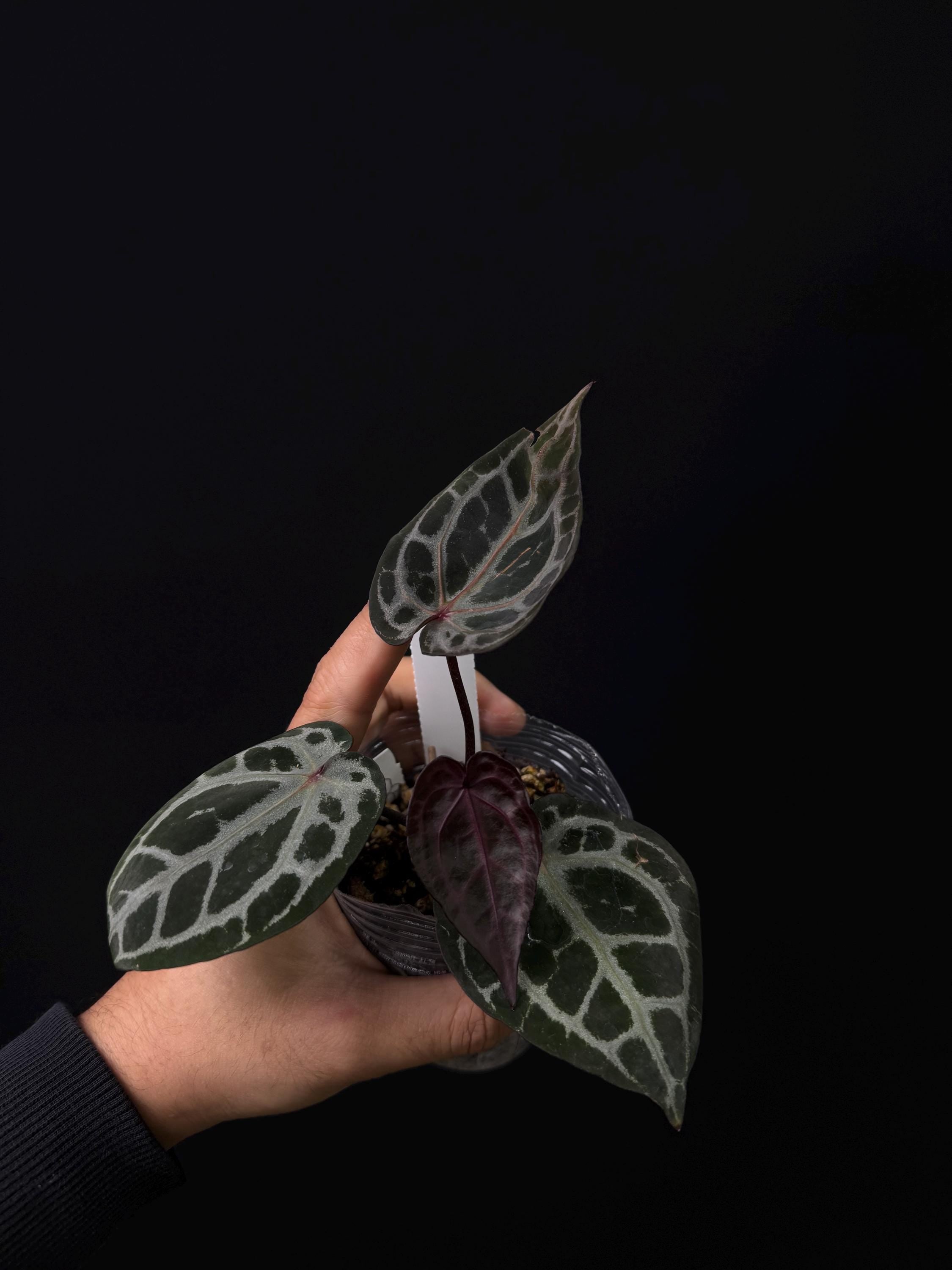 7112 - Anthurium Red Crystal super purple silver