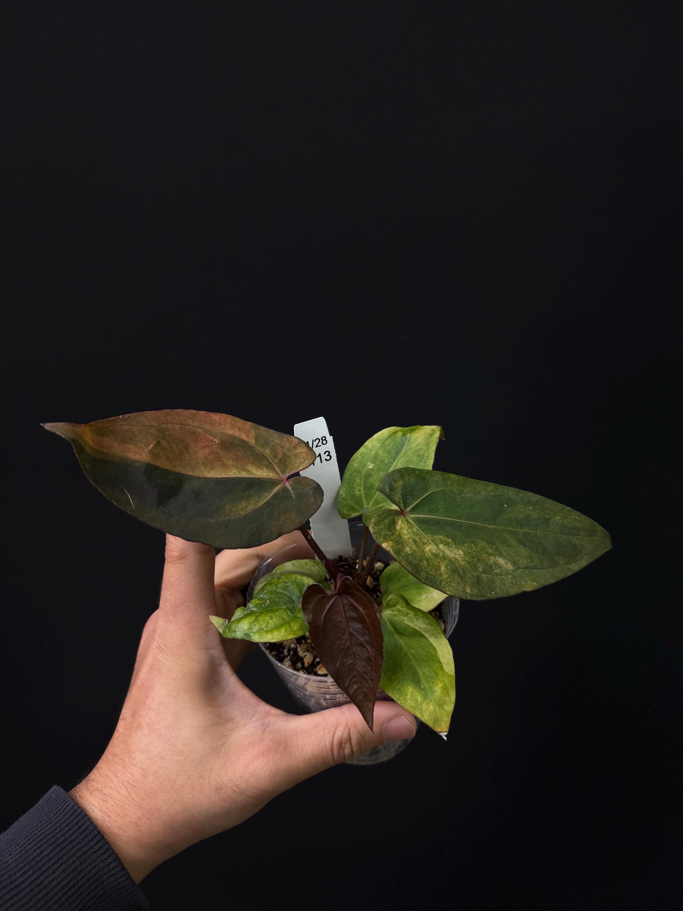 7113 - Anthurium RVDP var x Red Crystal var