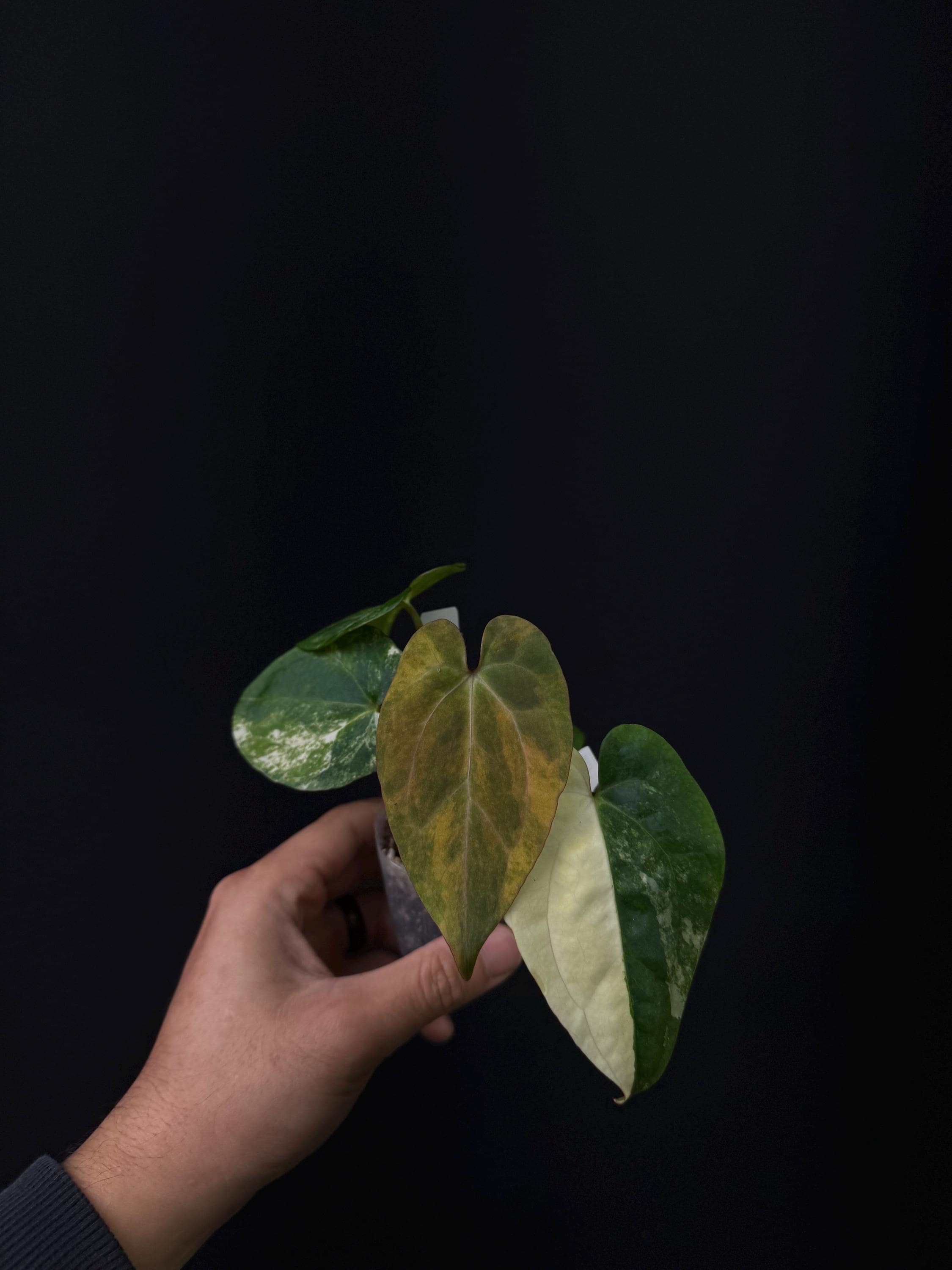 7114 - Anthurium papillilaminum var x (Zara x Michelle)