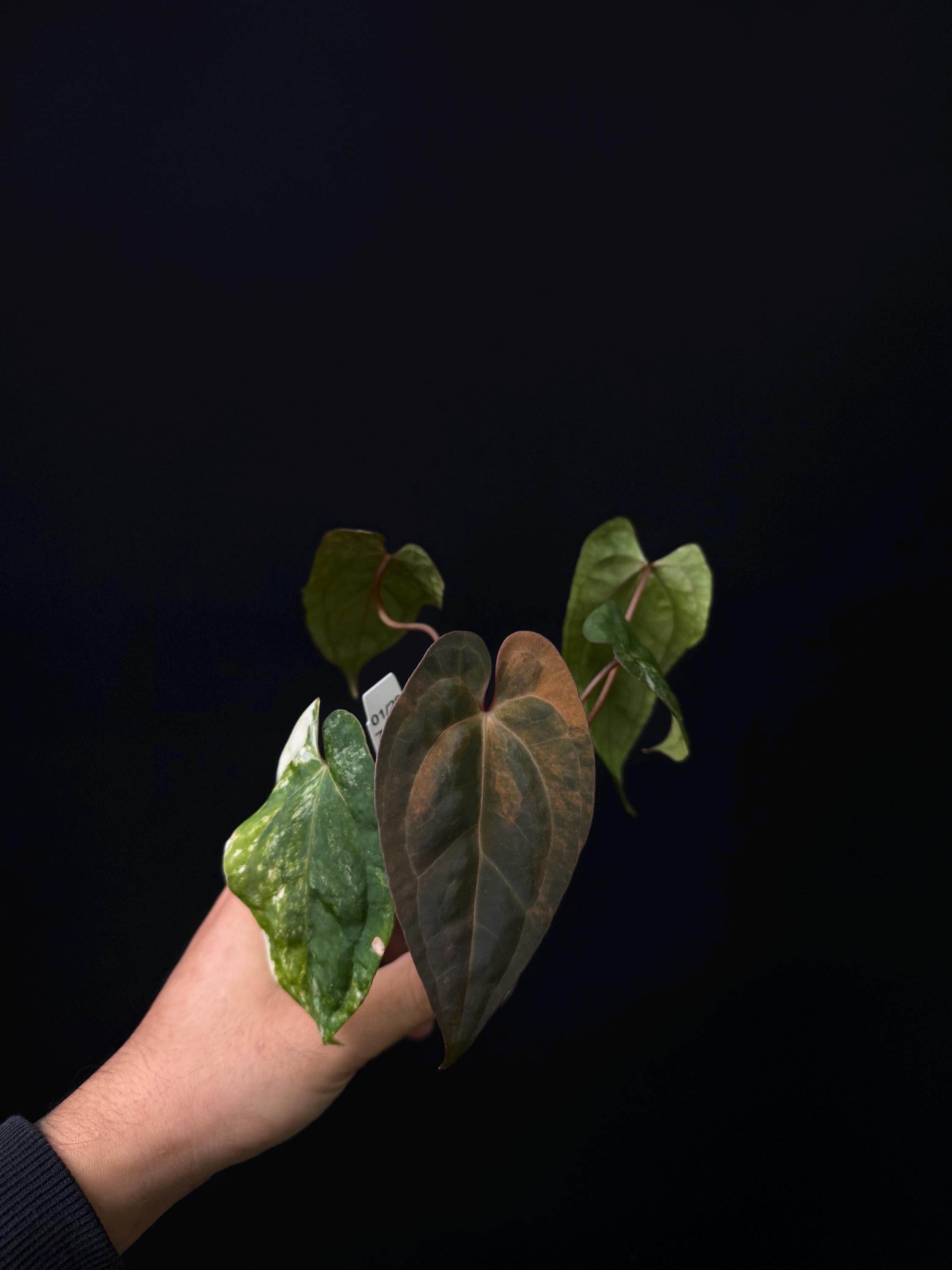 7115 - Anthurium papillilaminum var x RVDP