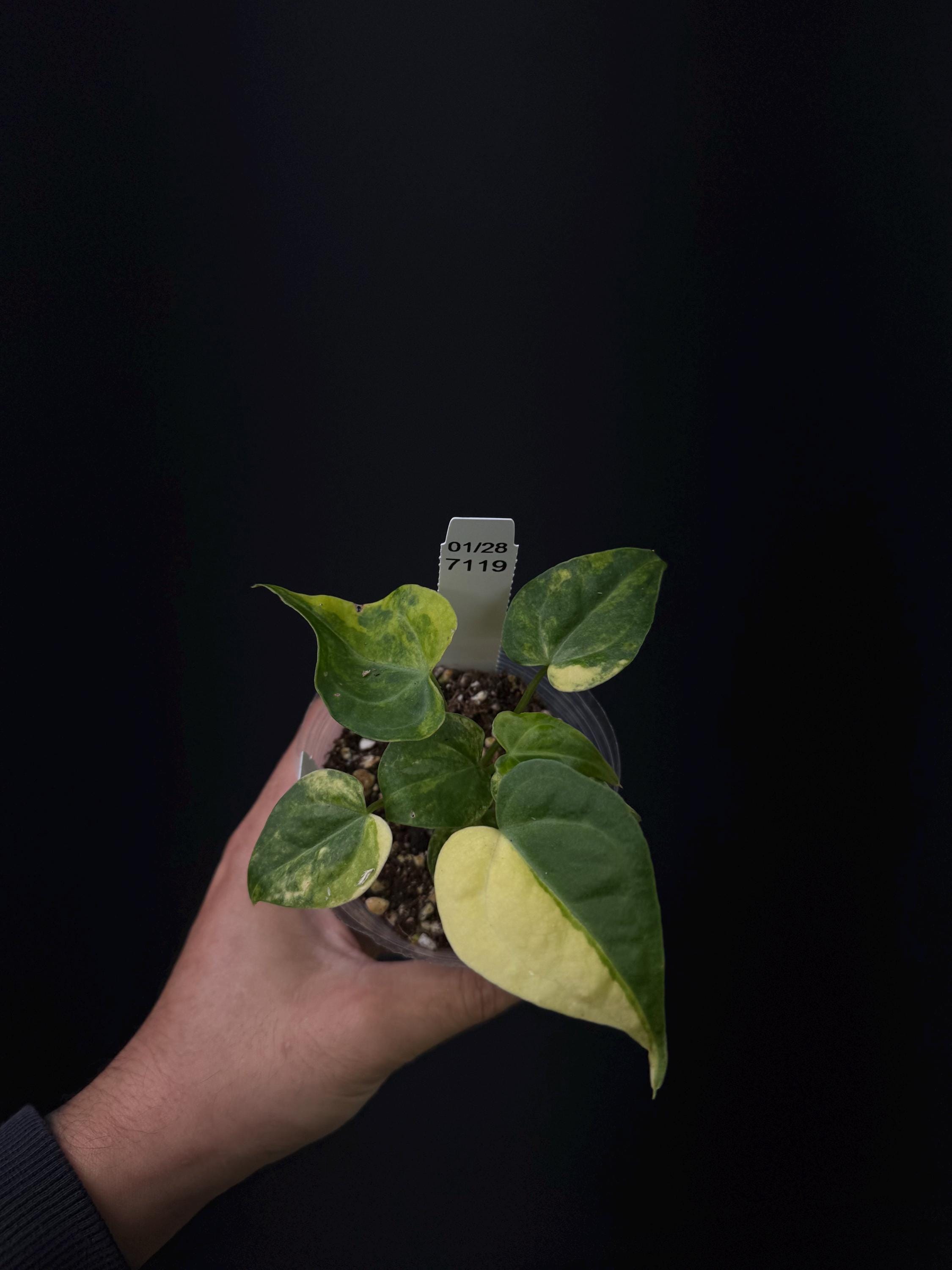 7119 - Anthurium clarinervium var