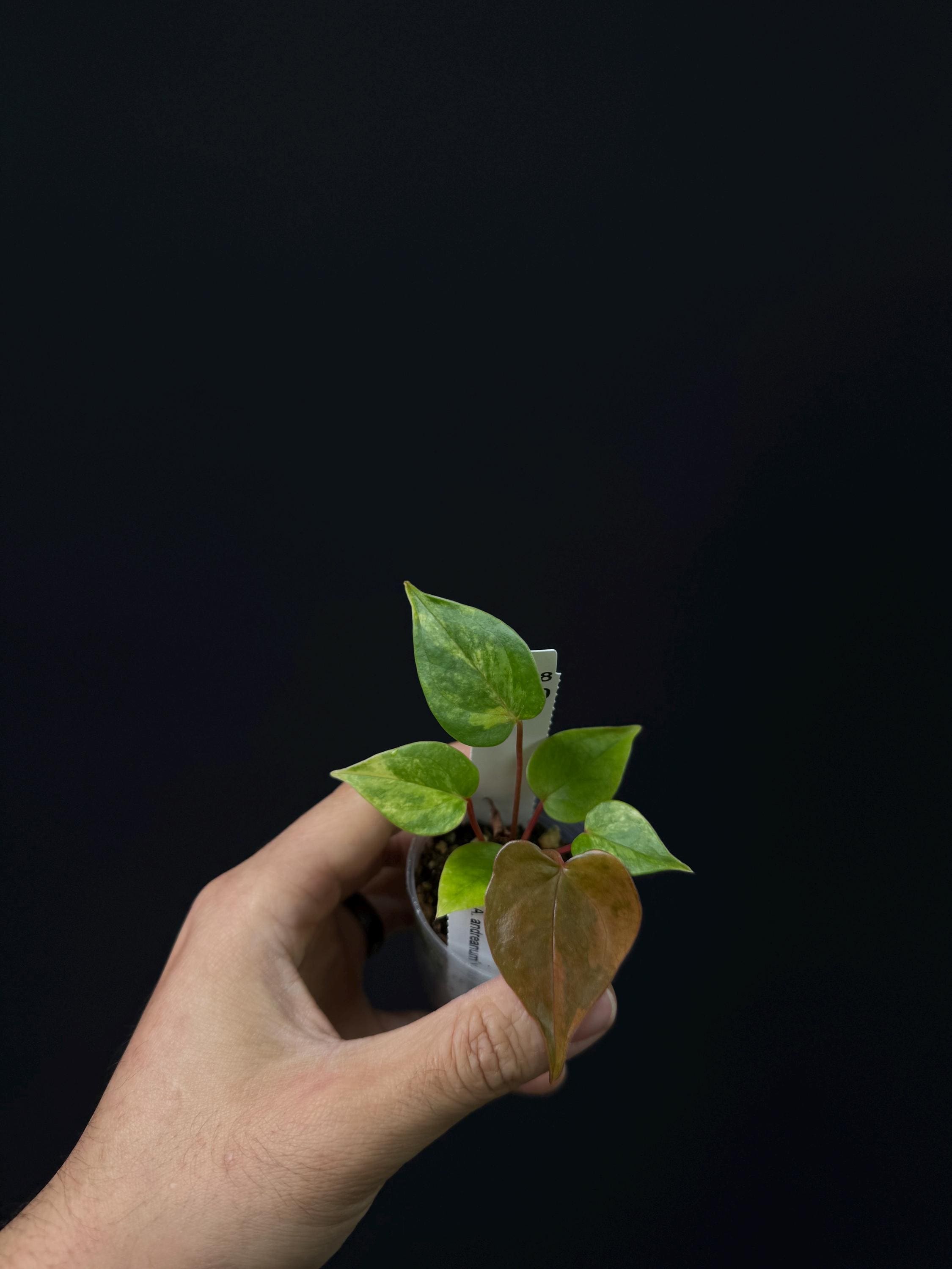 7120 - Anthurium andraeanum var