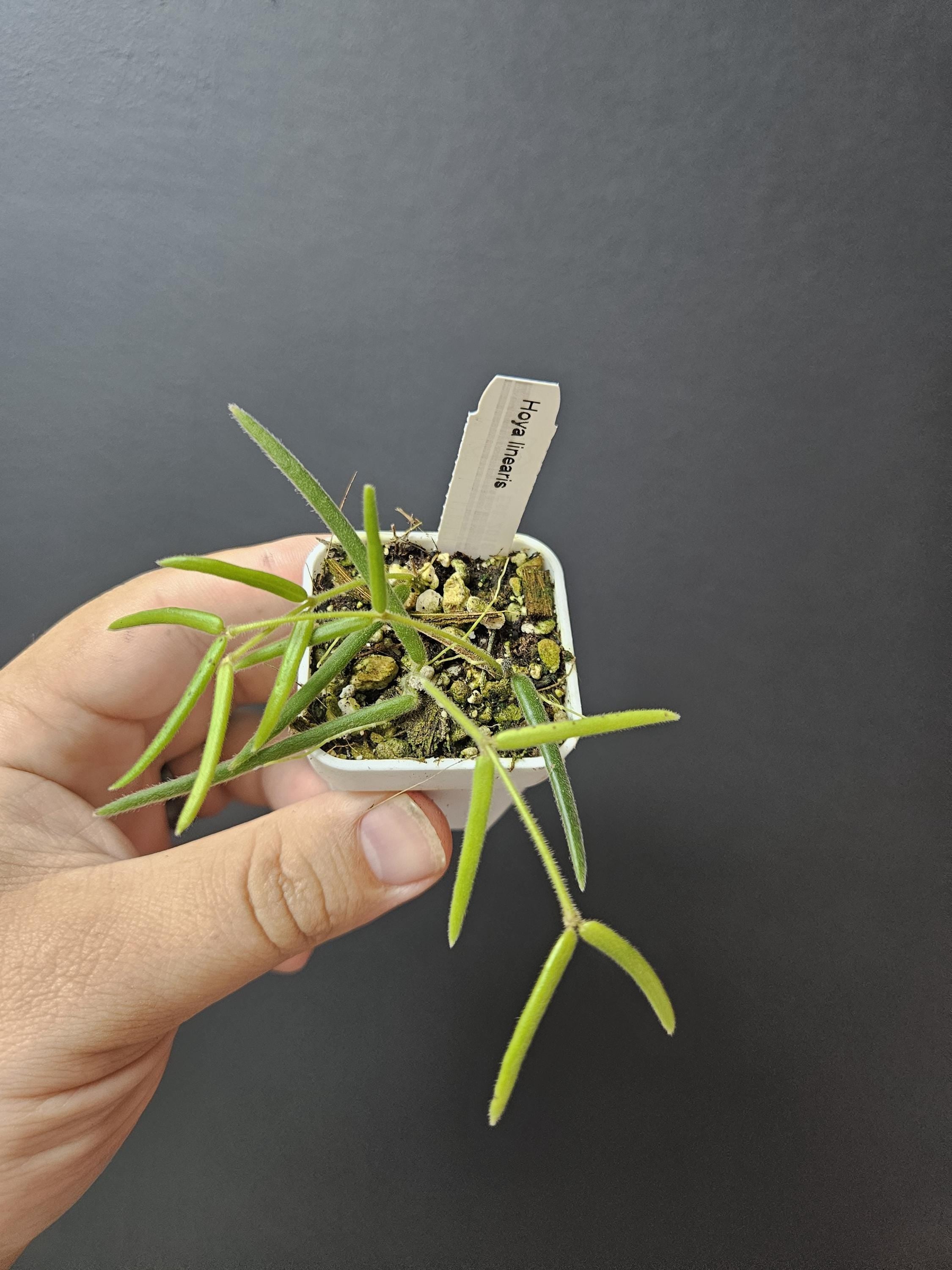 Hoya linearis- string hoya plant