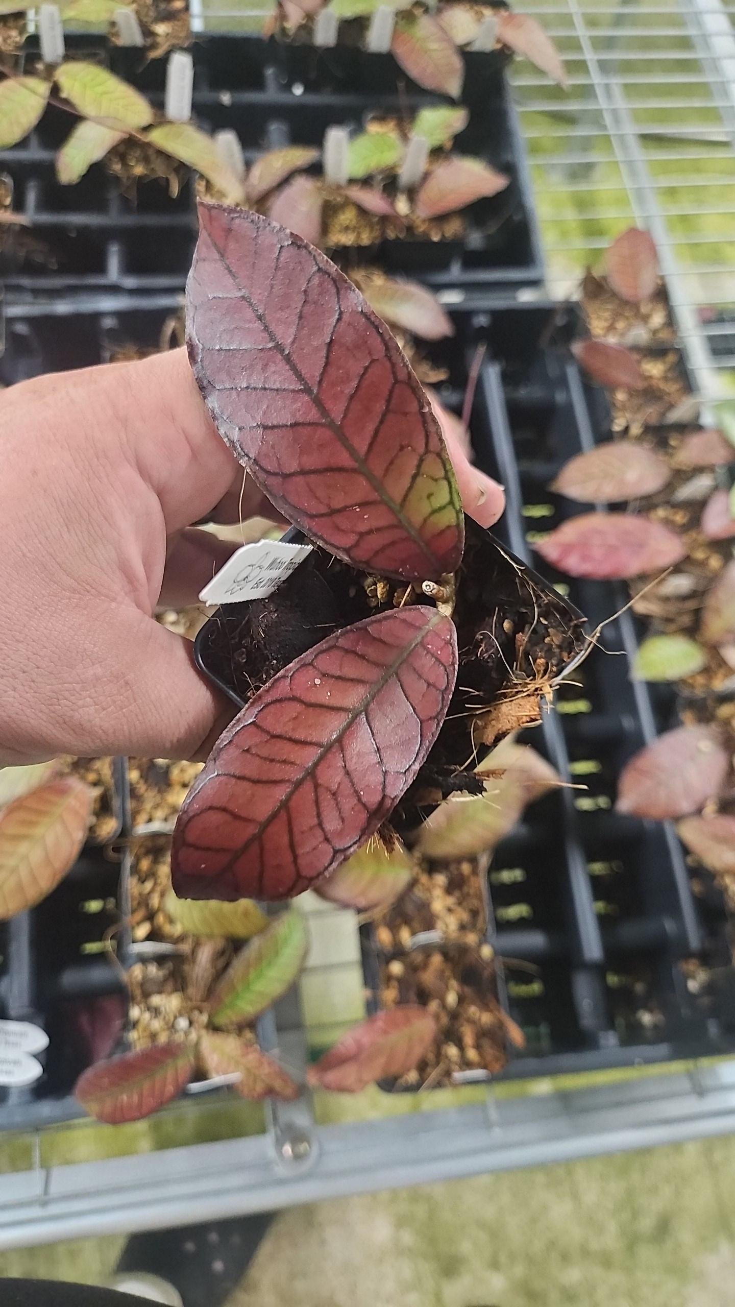 Hoya sp. Gunung Gading rare red sunstress hoya US SELLER
