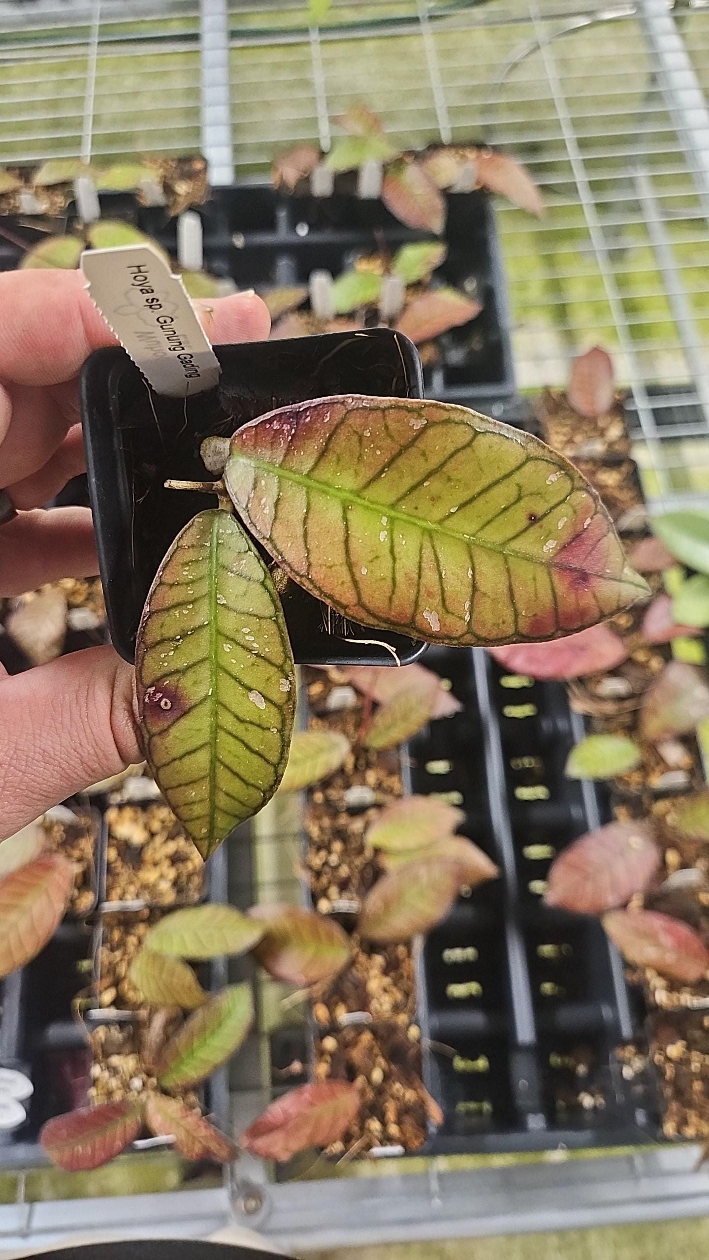 Hoya sp. Gunung Gading rare red sunstress hoya US SELLER