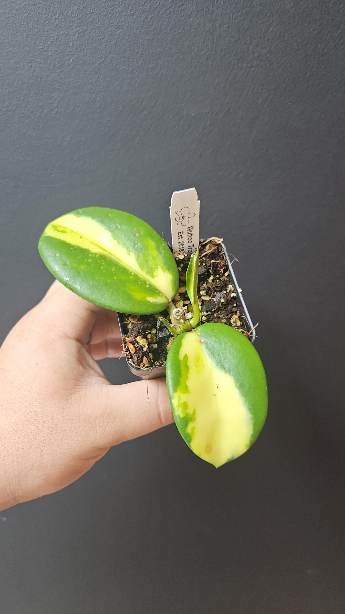Hoya diversifolia 'Maharani' inner variegation