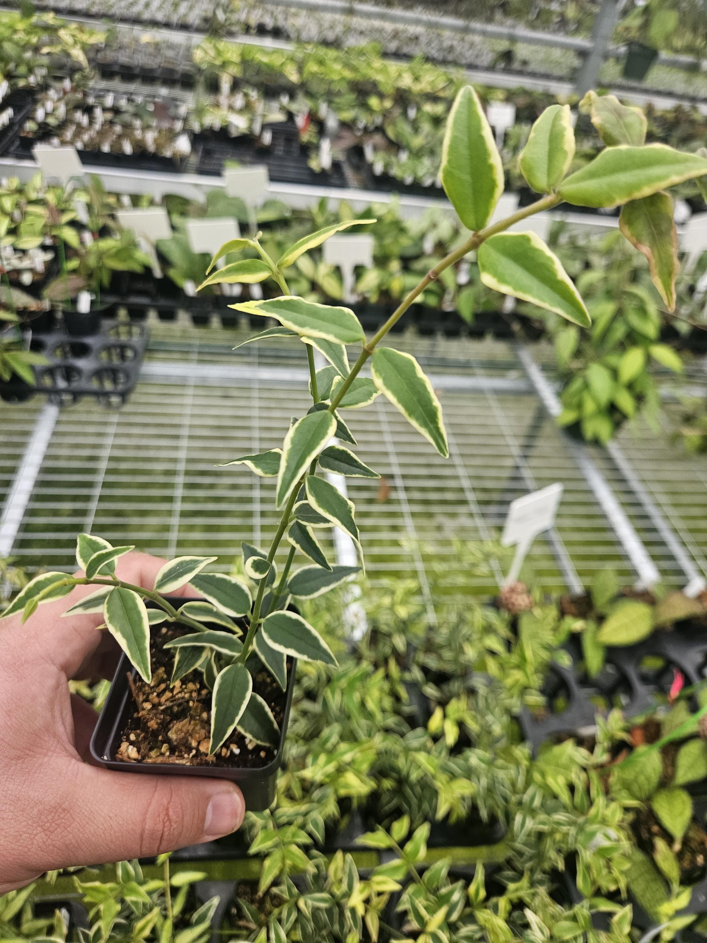 Hoya bella outer variegated/albo, live plant US SELLER