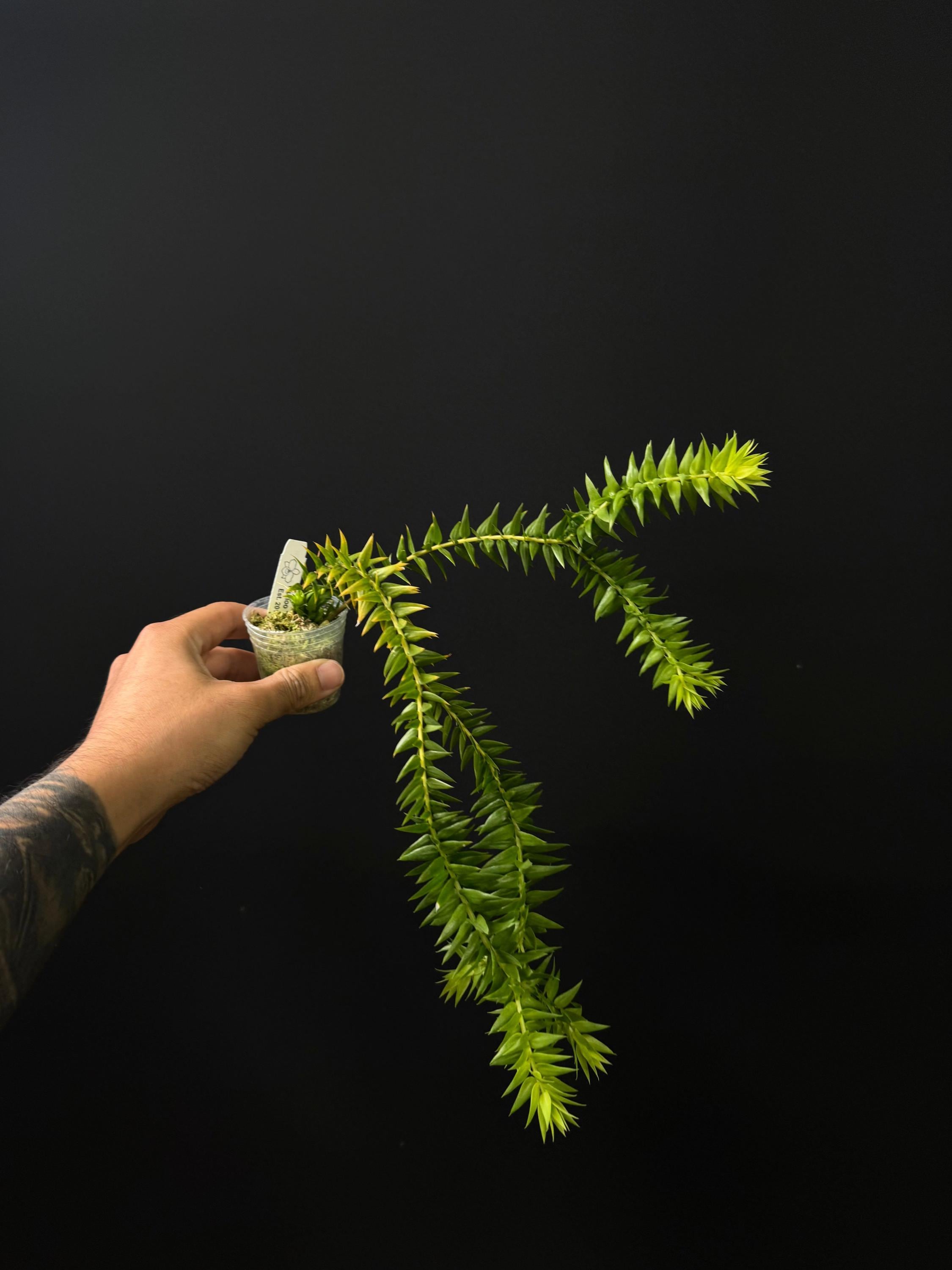 Huperzia goebelii Green