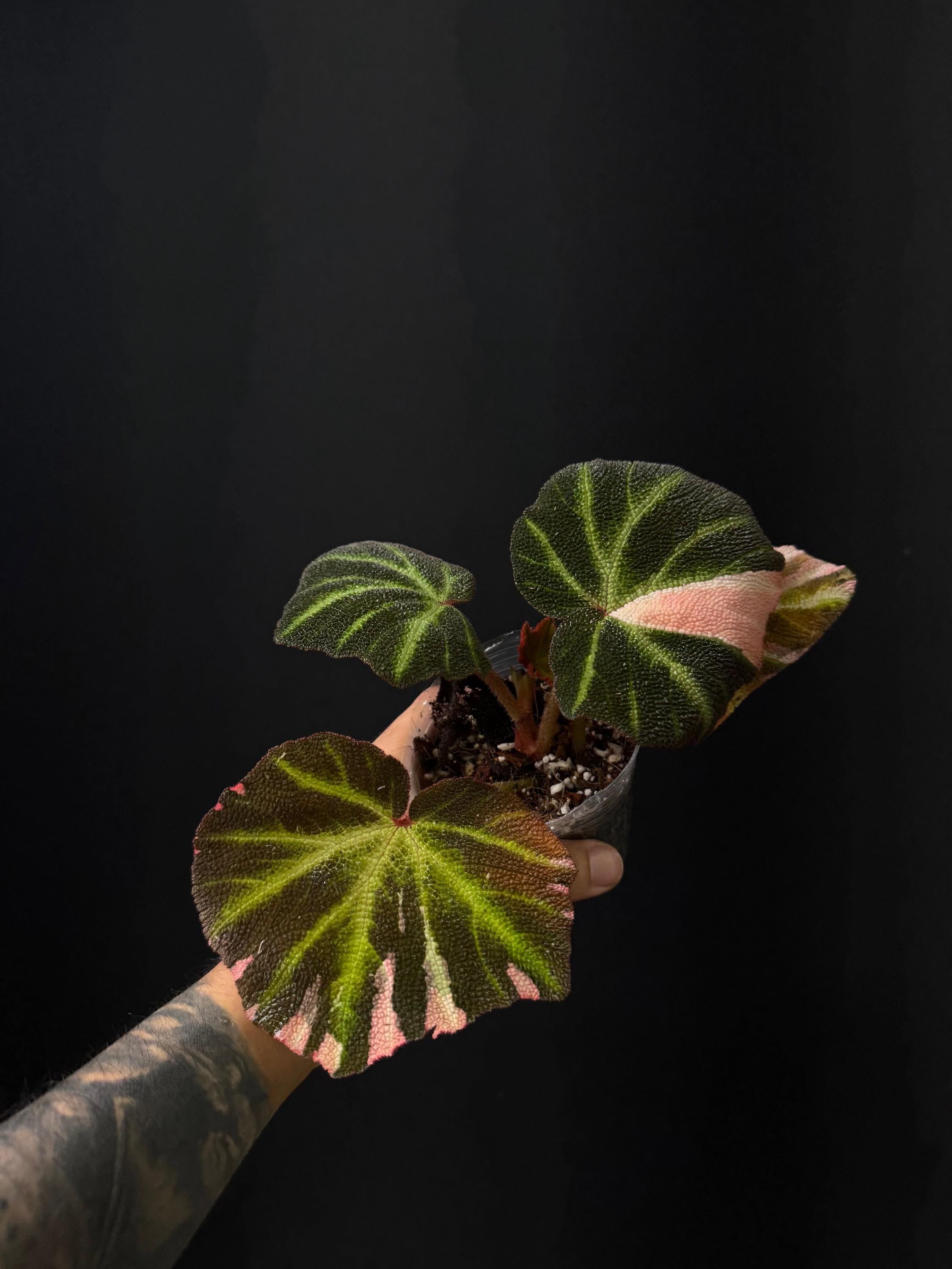 Begonia soli-mutata