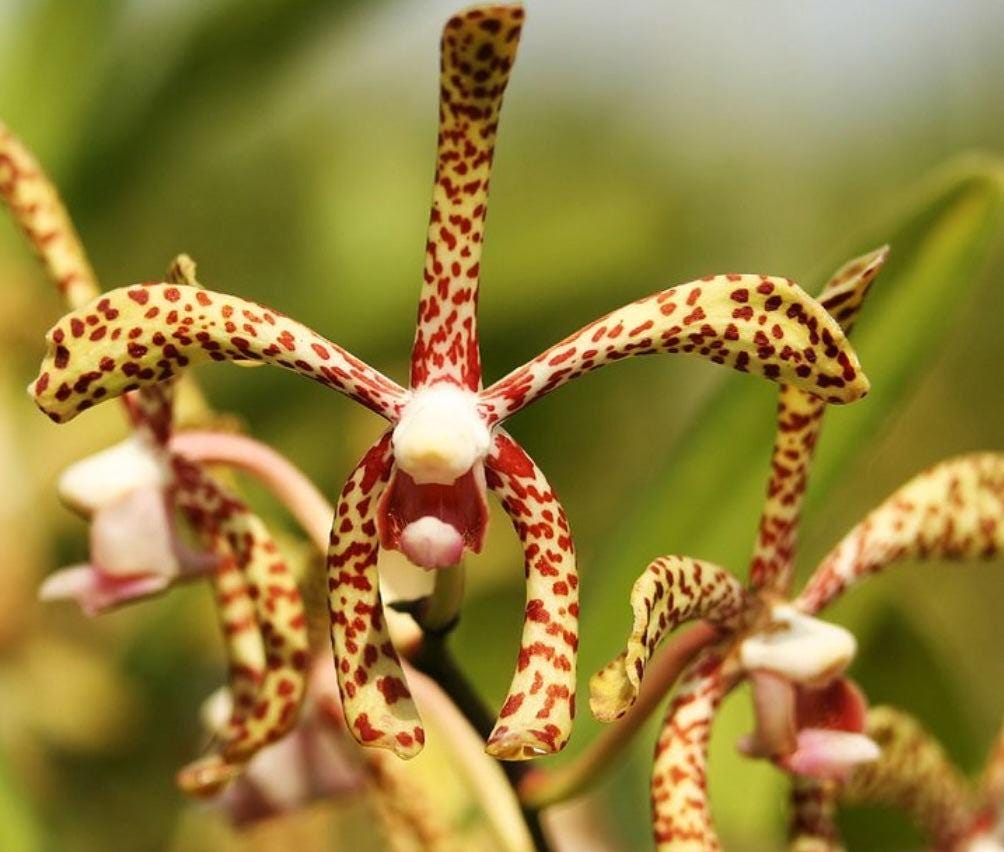Arachnis Maggie-Oei variegata