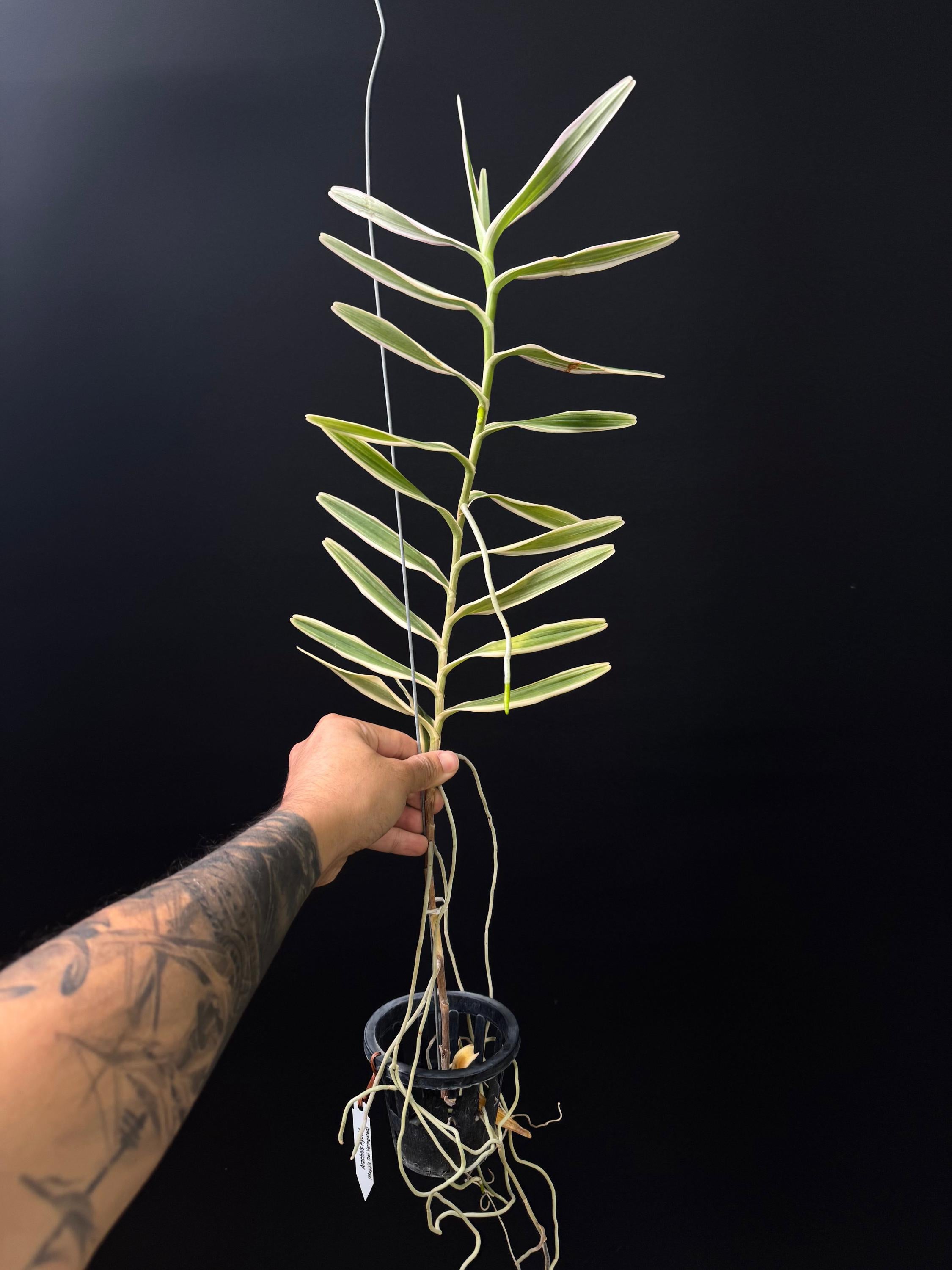 Arachnis Maggie-Oei variegata