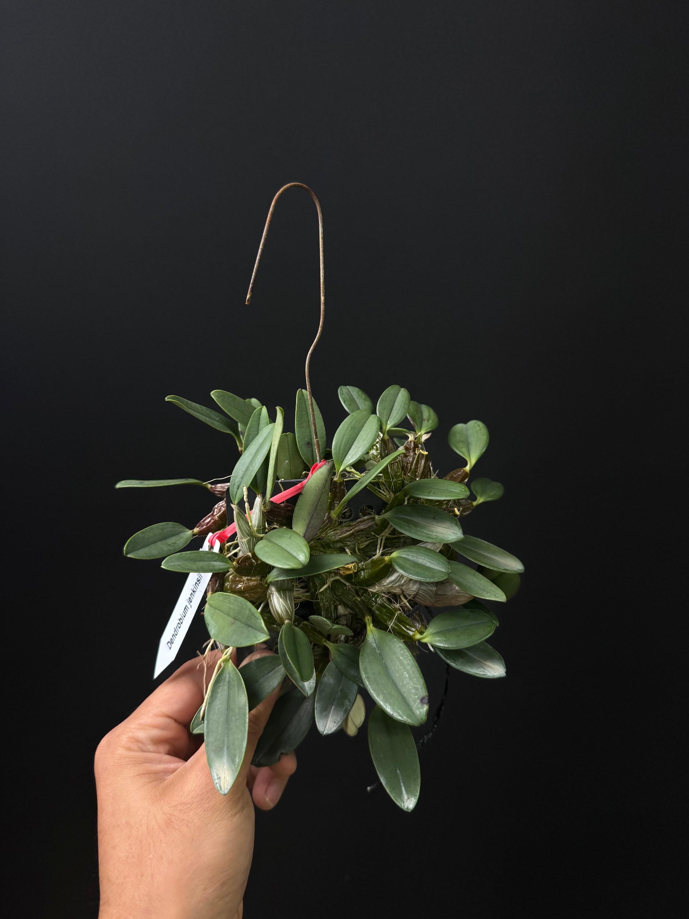 Dendrobium jenkinsii