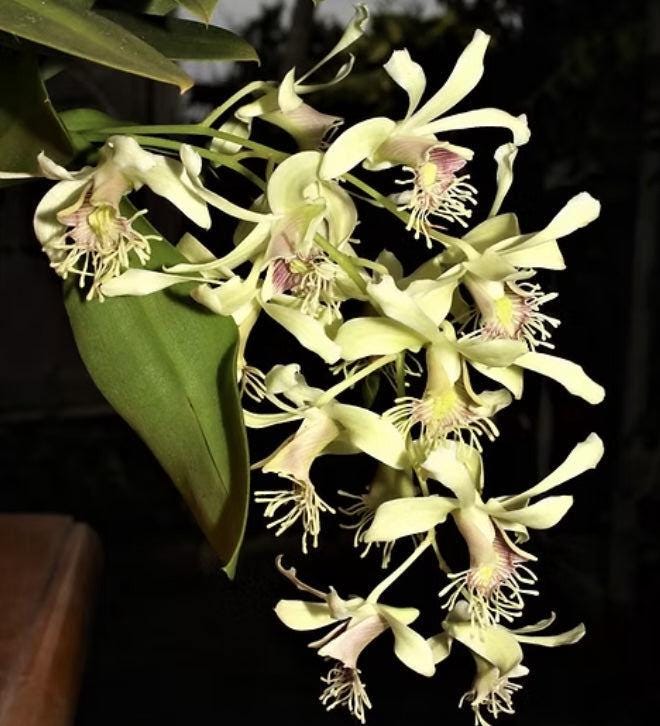 Dendrobium delacourii