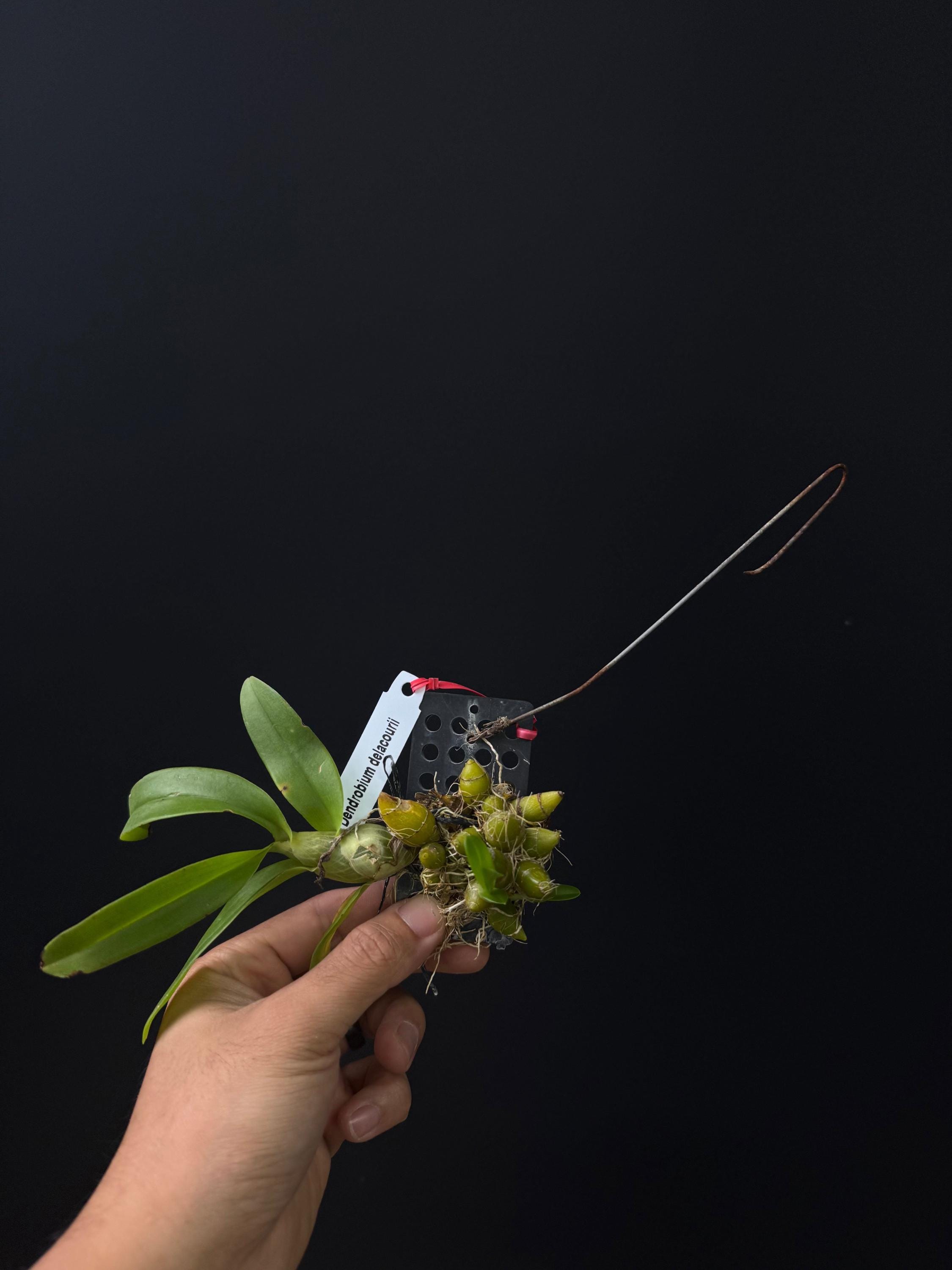 Dendrobium delacourii
