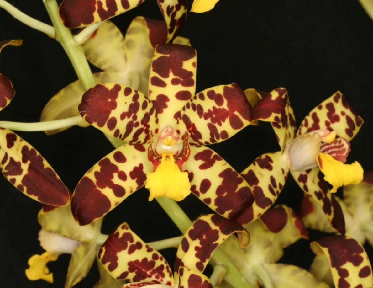 Ansellia africana